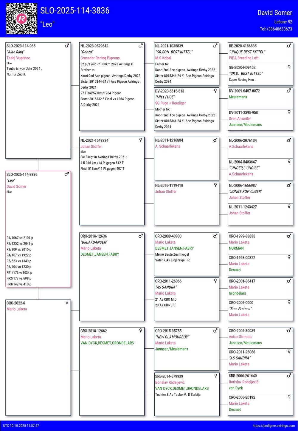 Pigeon summary image