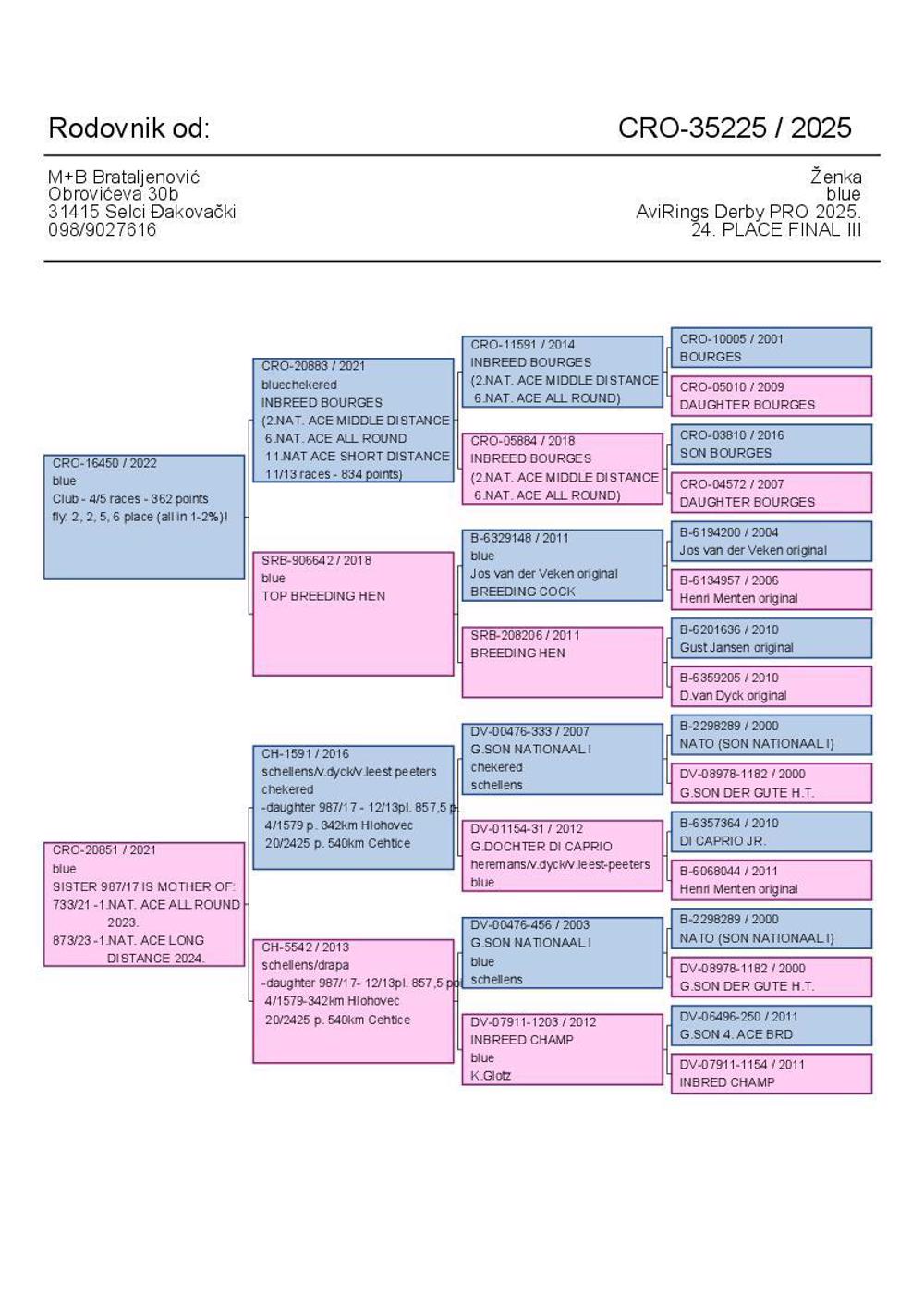Pigeon summary image