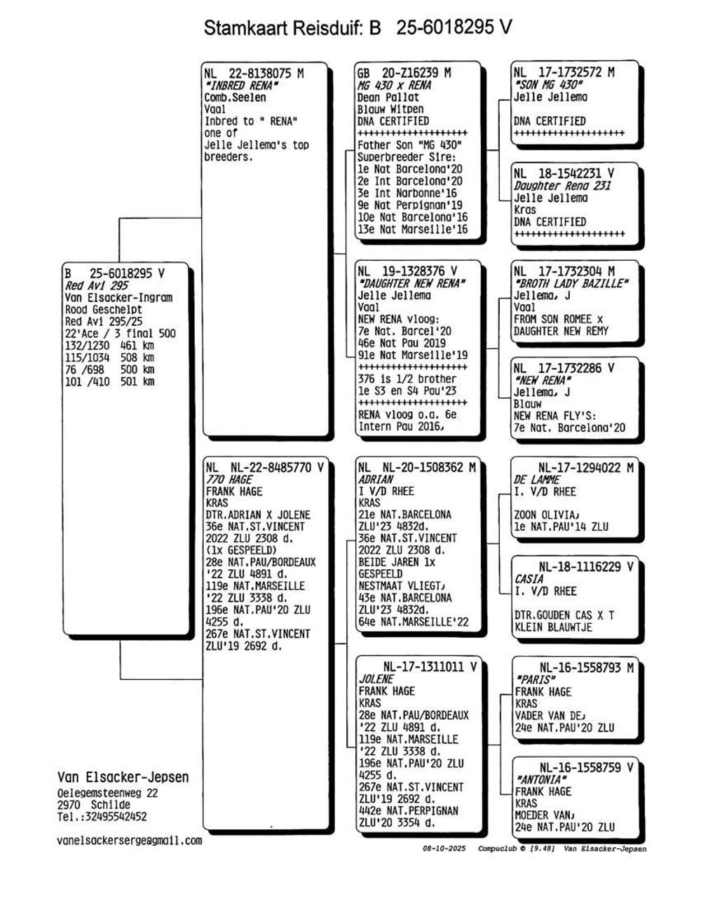 Pigeon summary image