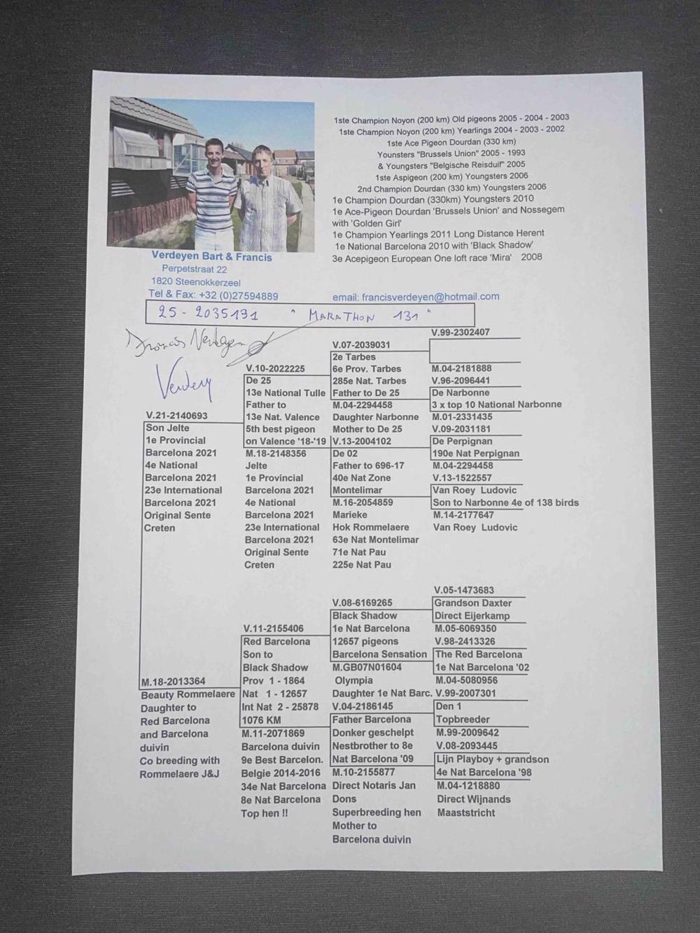 Pigeon summary image