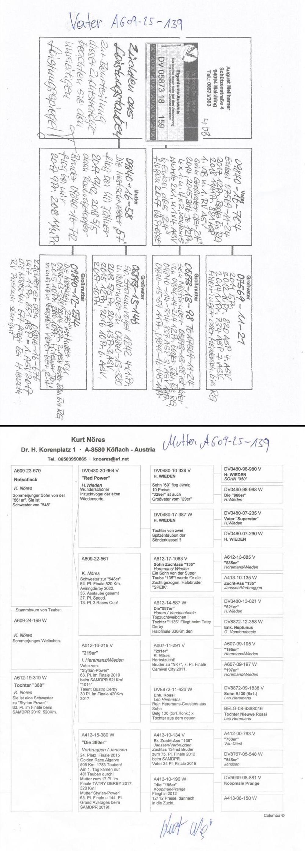 Pigeon summary image