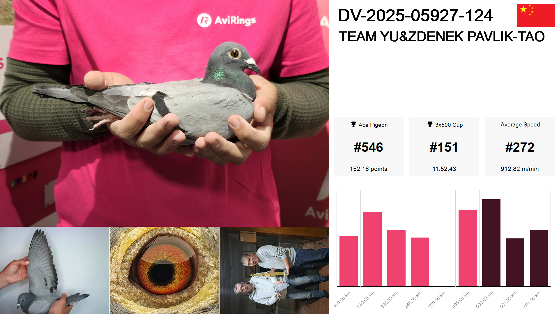 Pigeon summary image