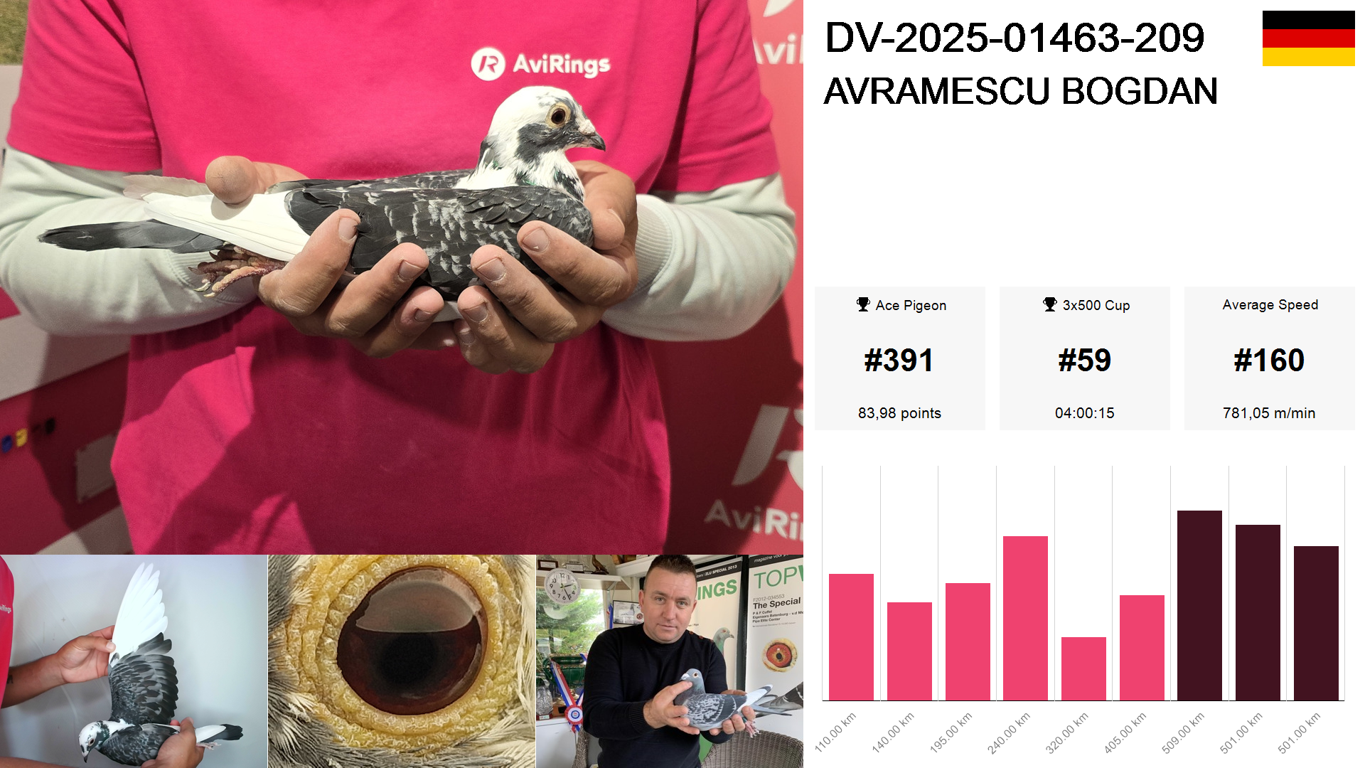 Pigeon summary image