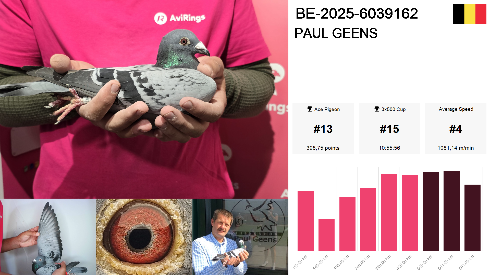 Pigeon summary image