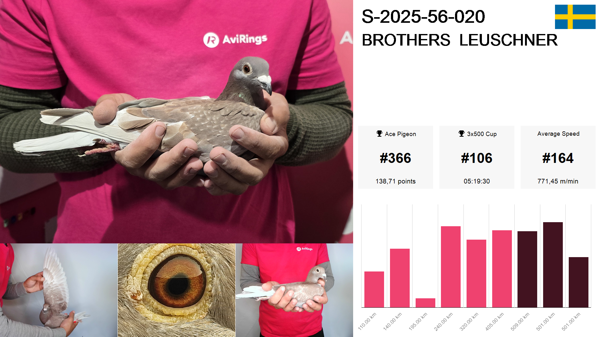 Pigeon summary image