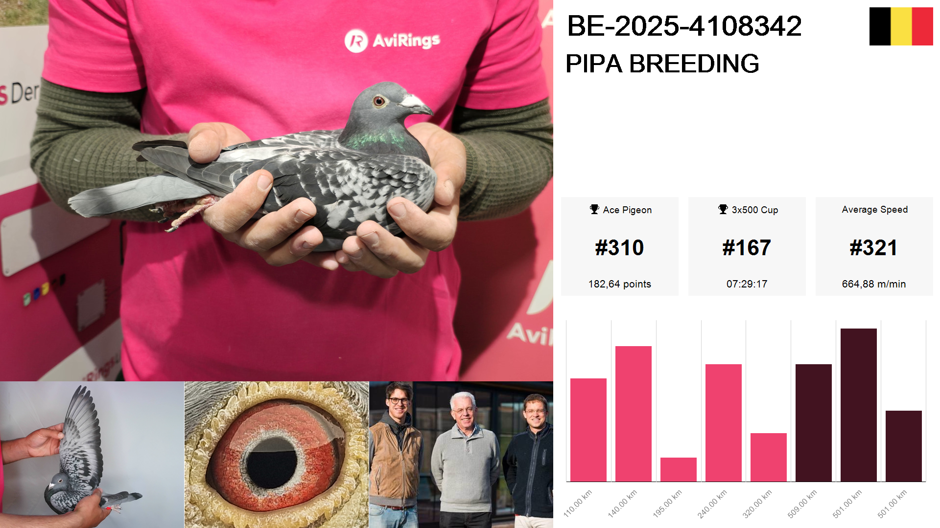 Pigeon summary image