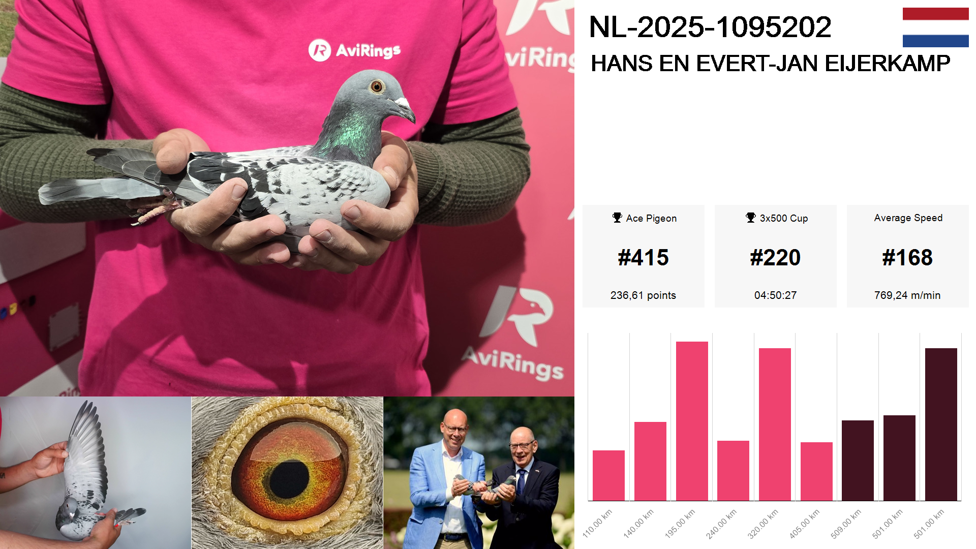 Pigeon summary image