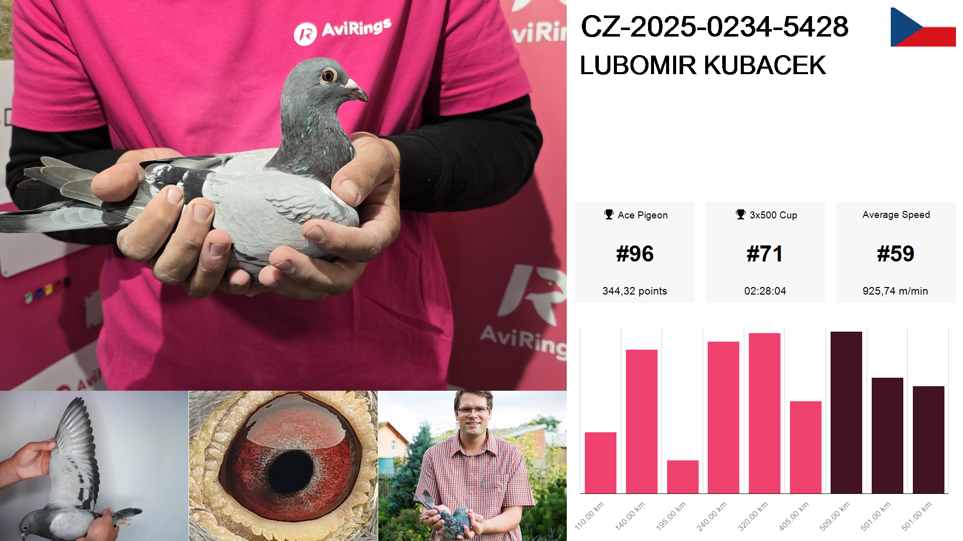 Pigeon summary image