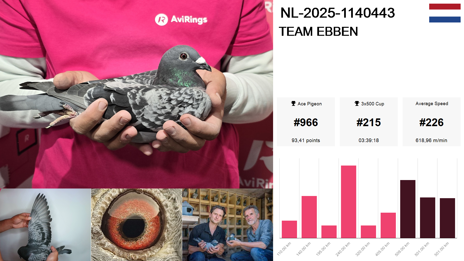 Pigeon summary image