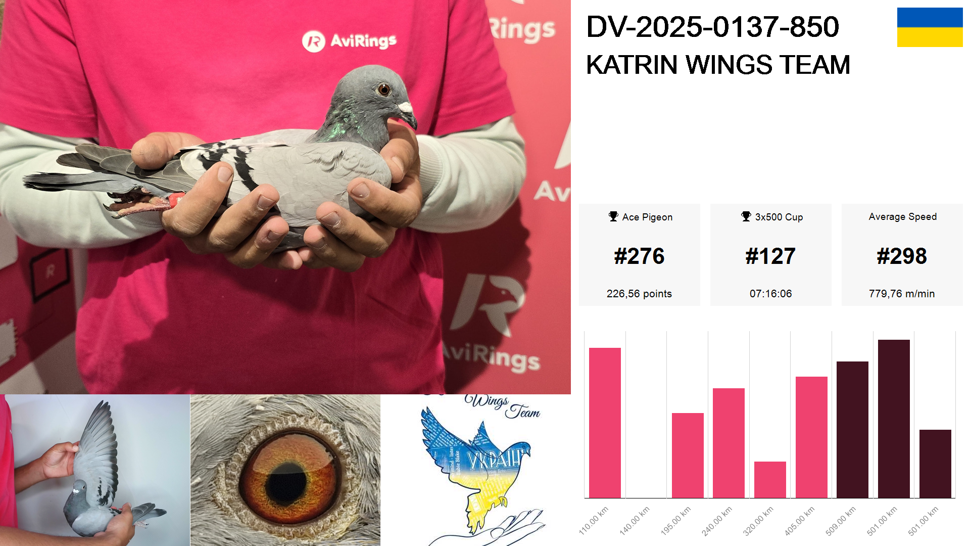 Pigeon summary image