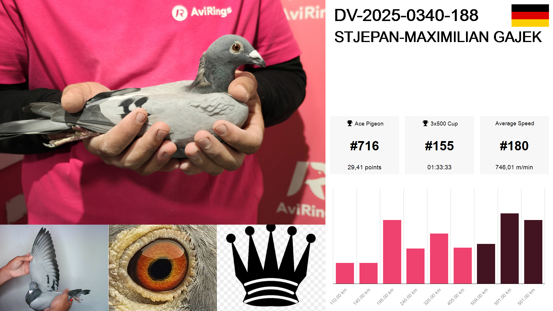 Pigeon summary image