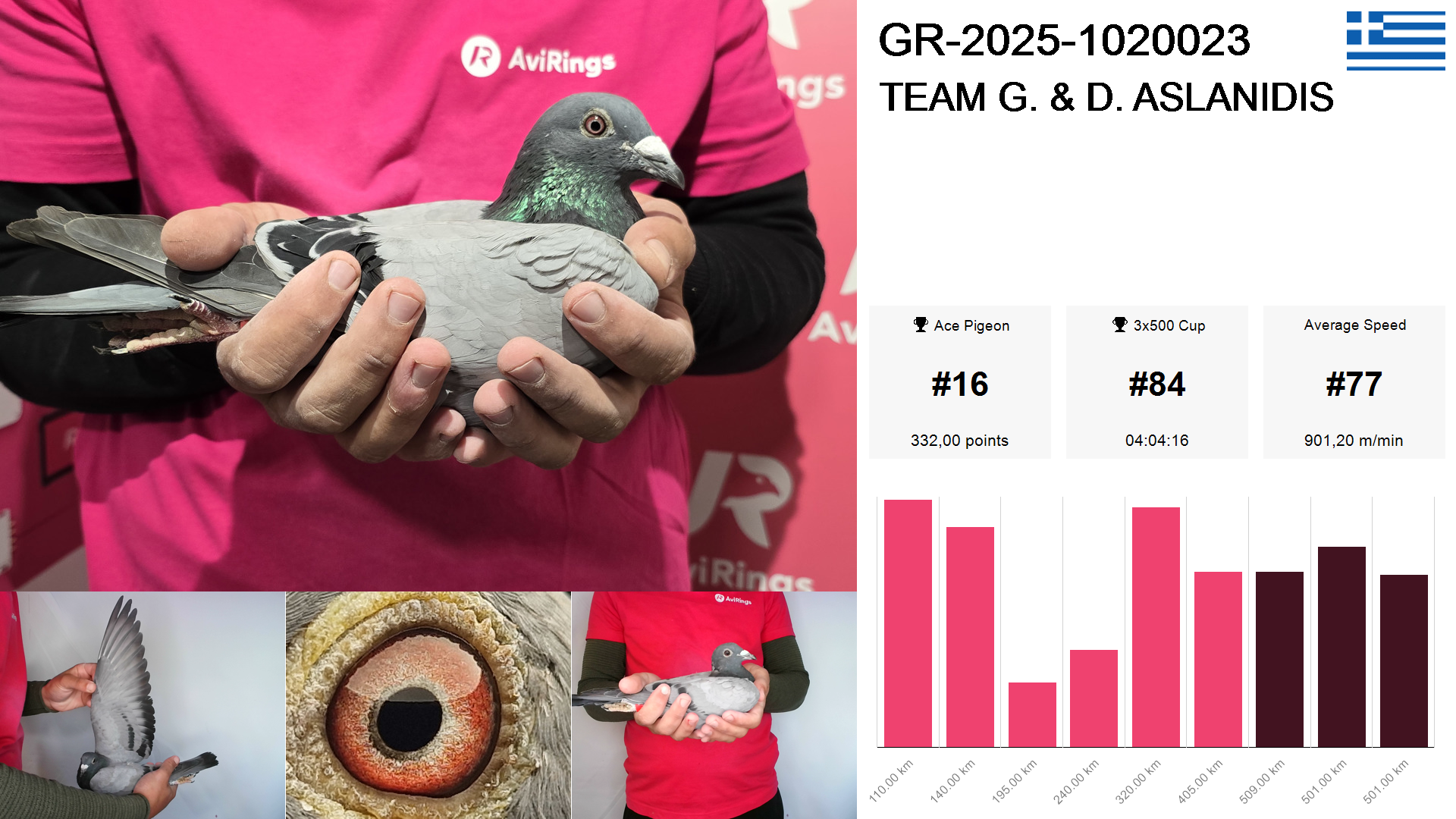 Pigeon summary image