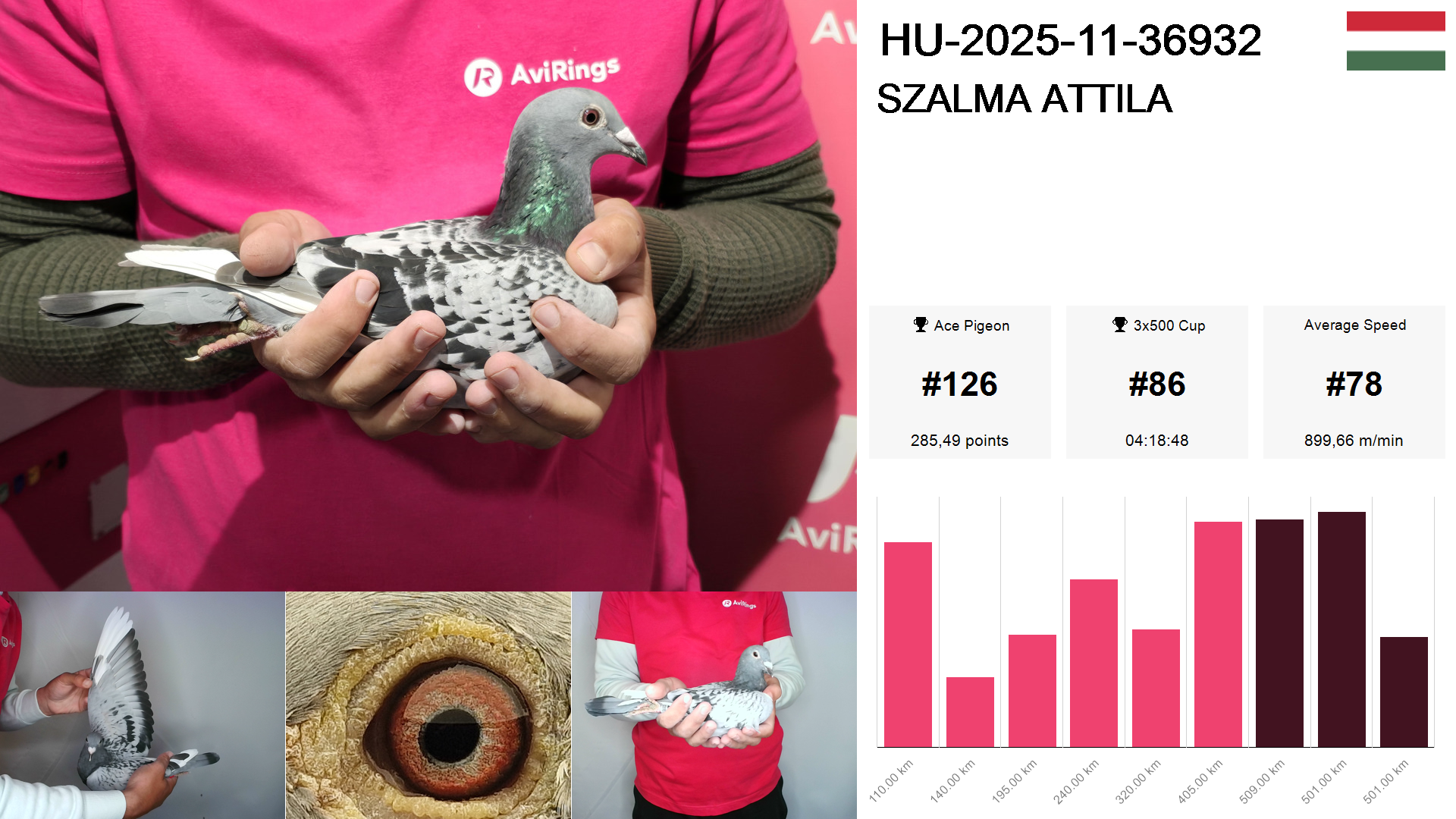 Pigeon summary image