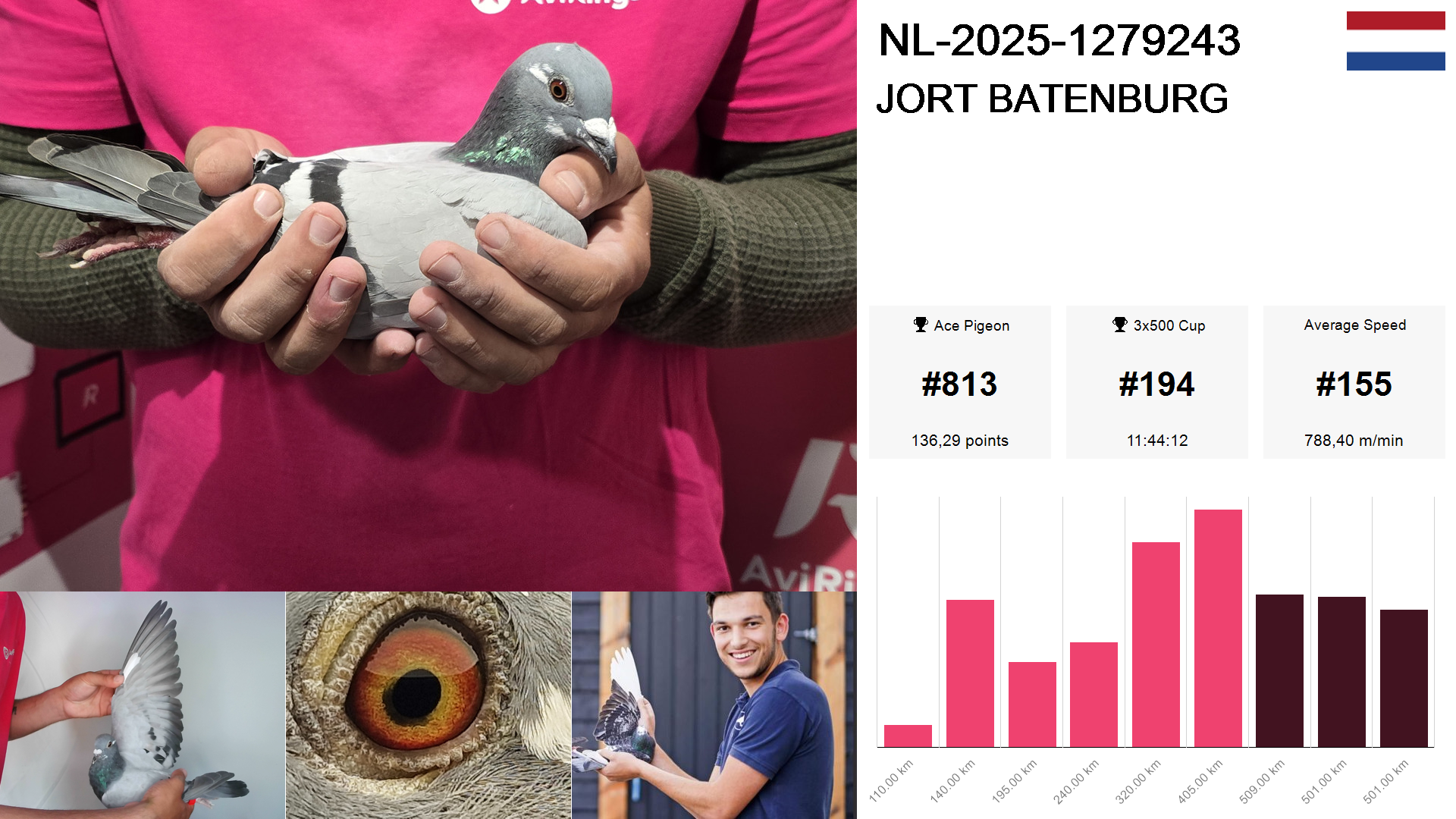 Pigeon summary image