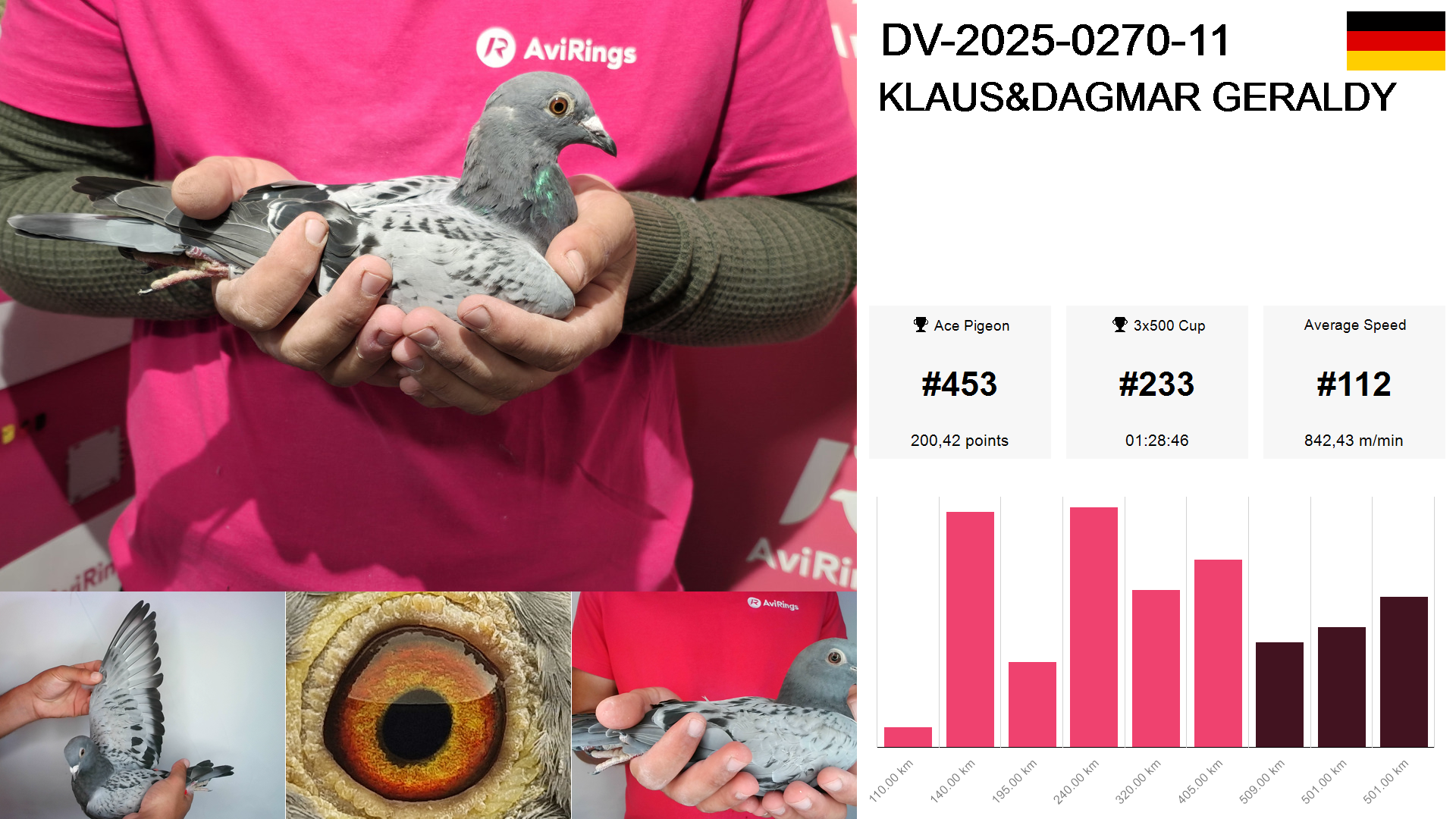 Pigeon summary image