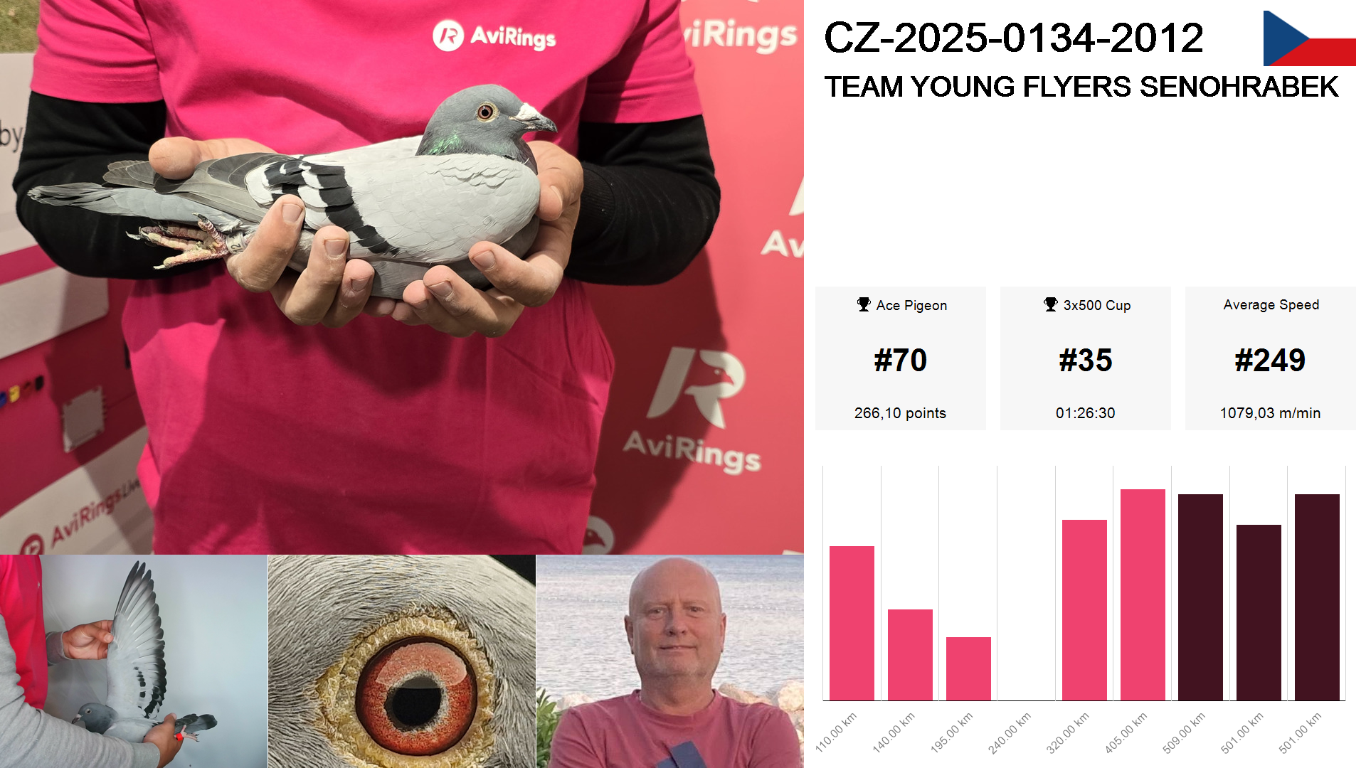 Pigeon summary image