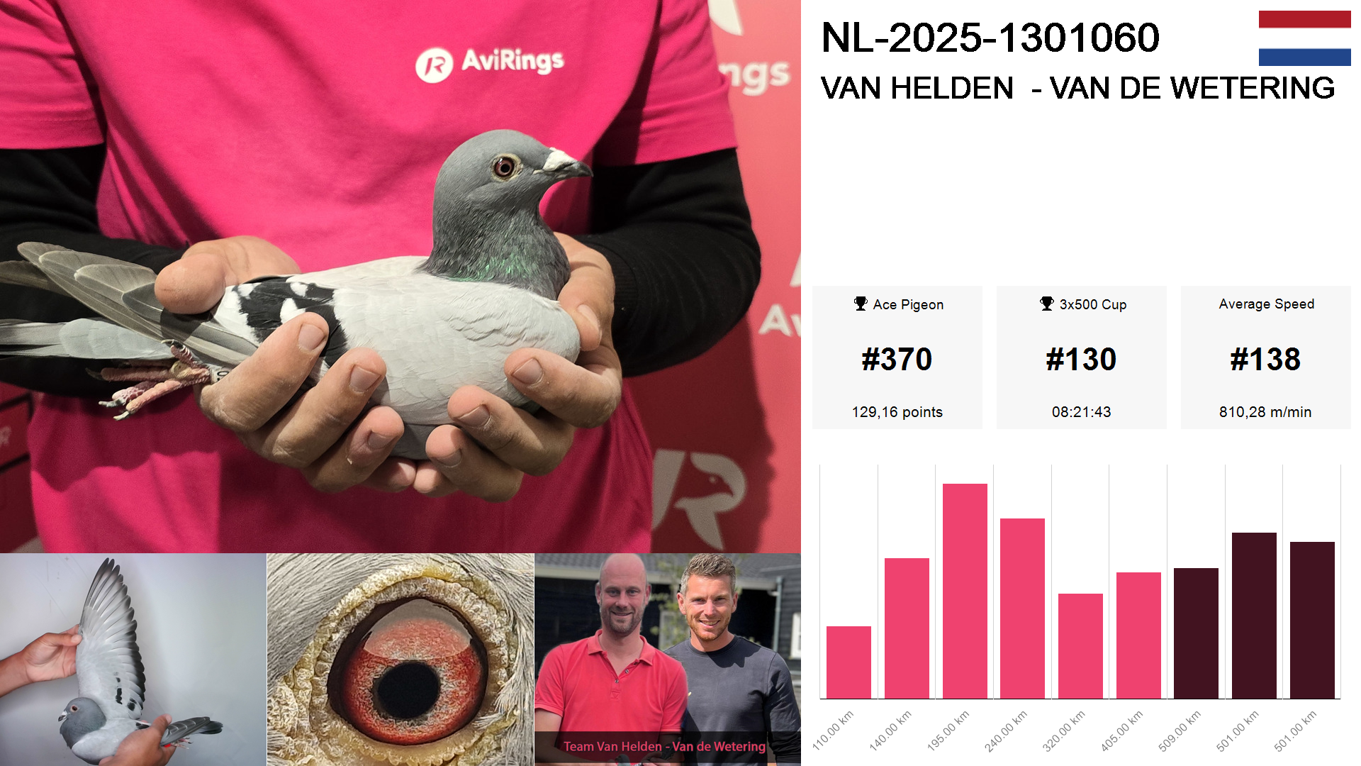 Pigeon summary image