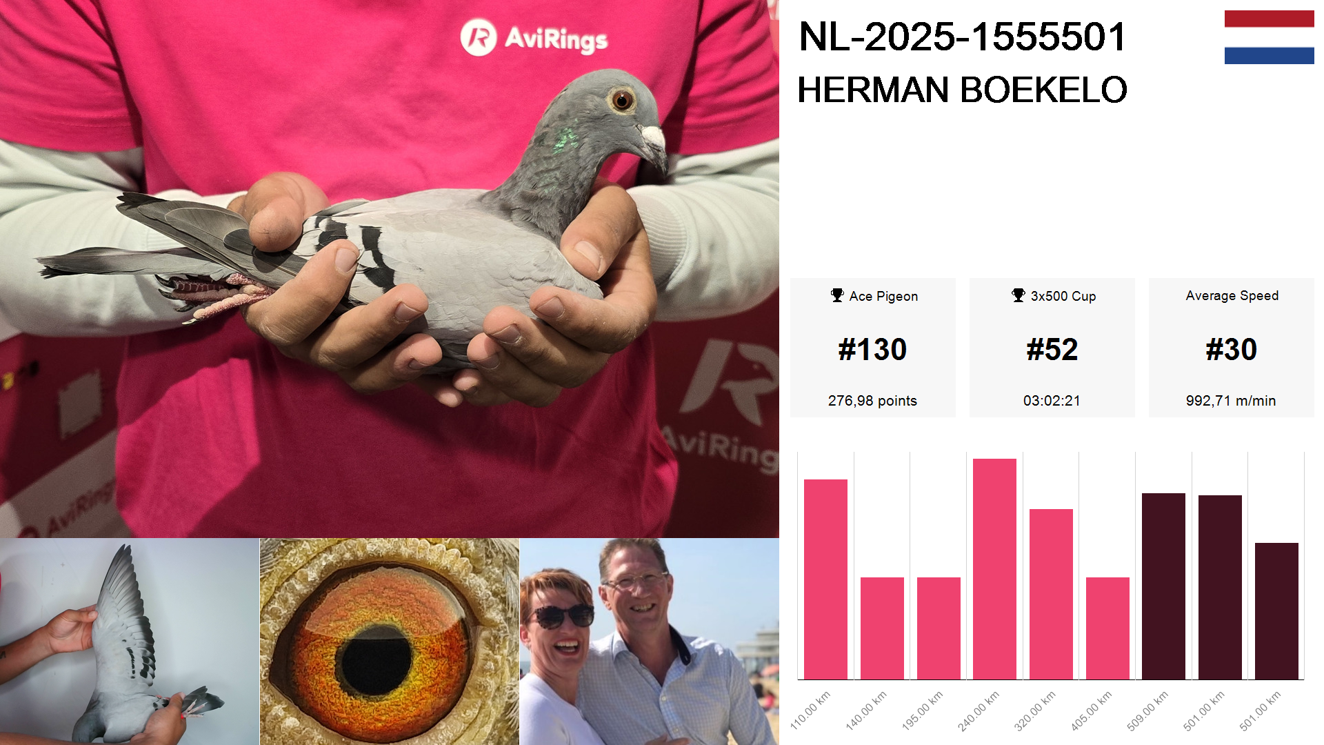 Pigeon summary image