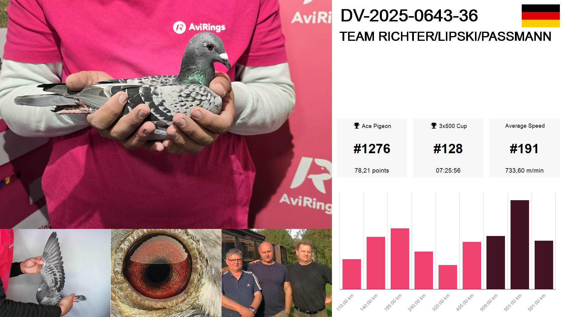 Pigeon summary image