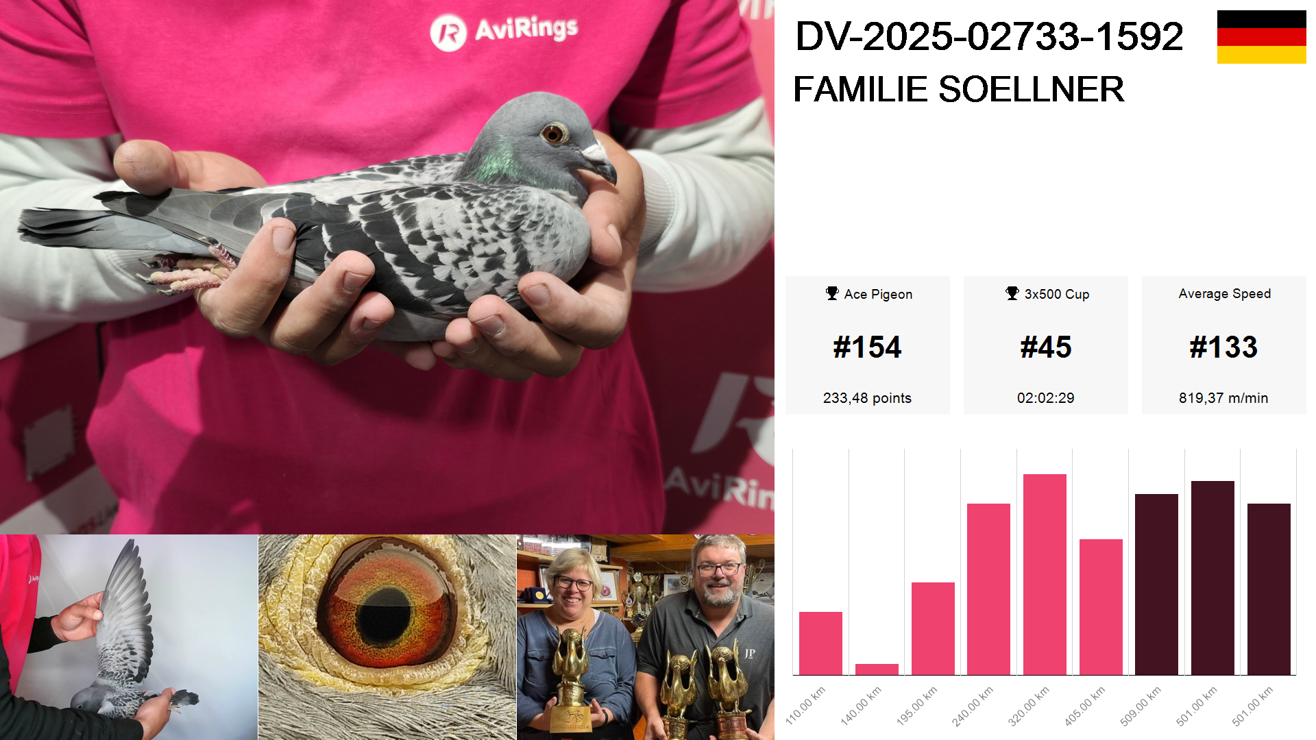 Pigeon summary image