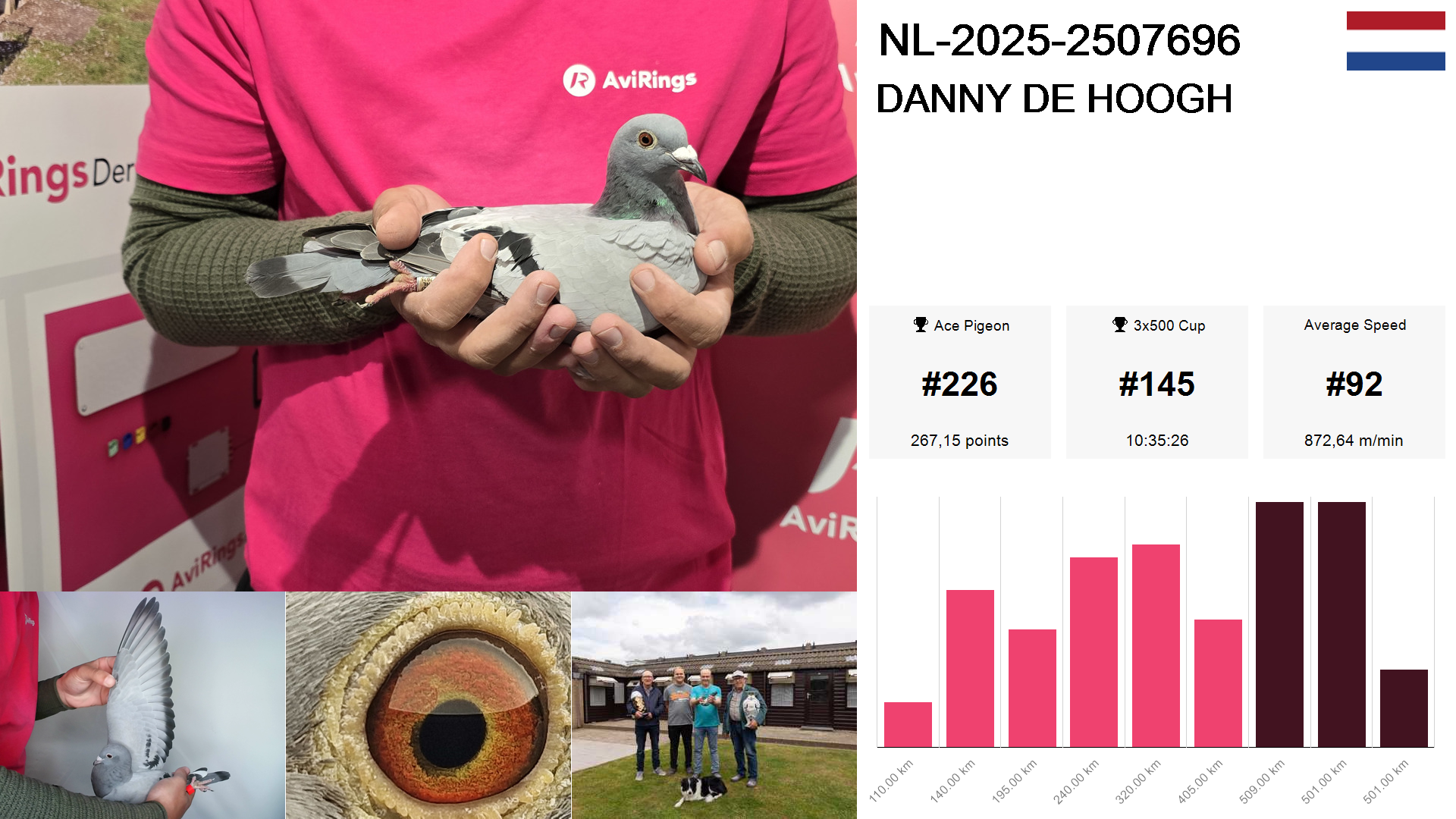 Pigeon summary image