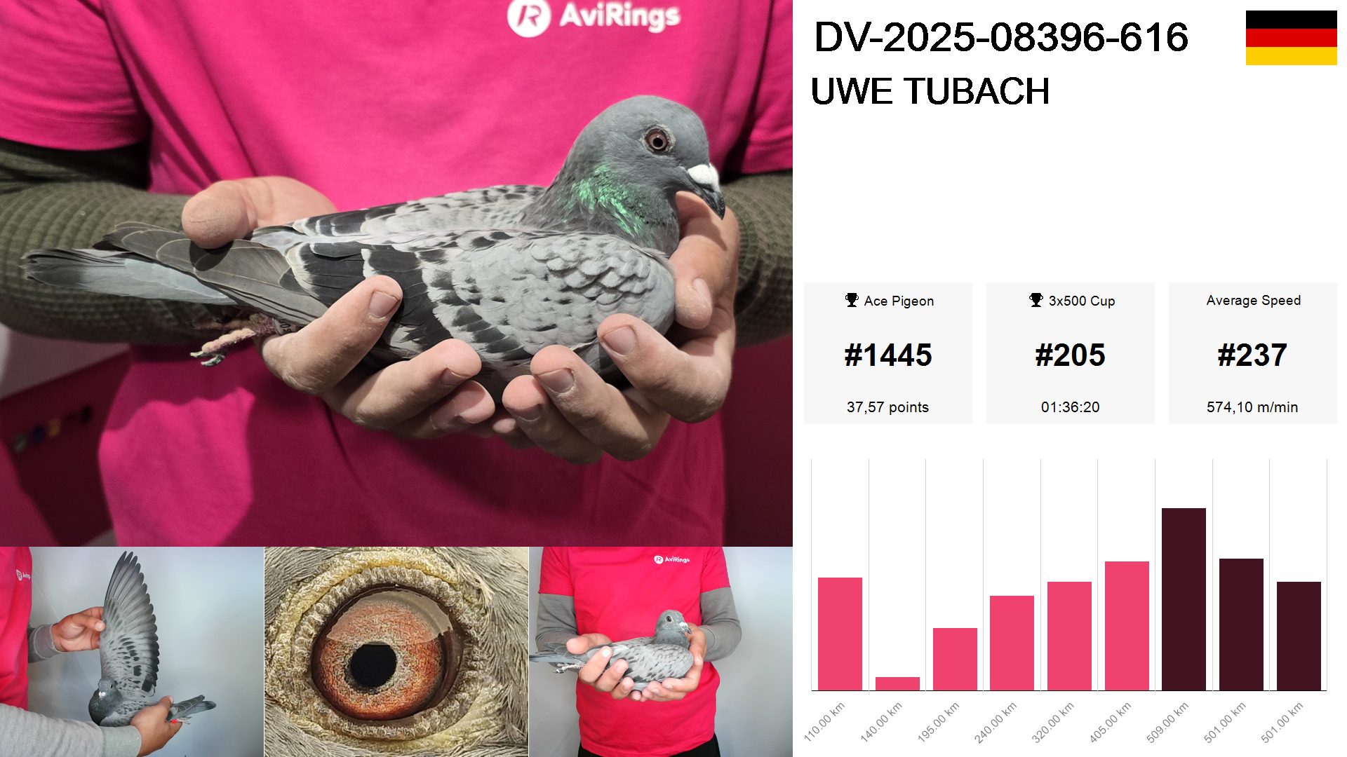 Pigeon summary image