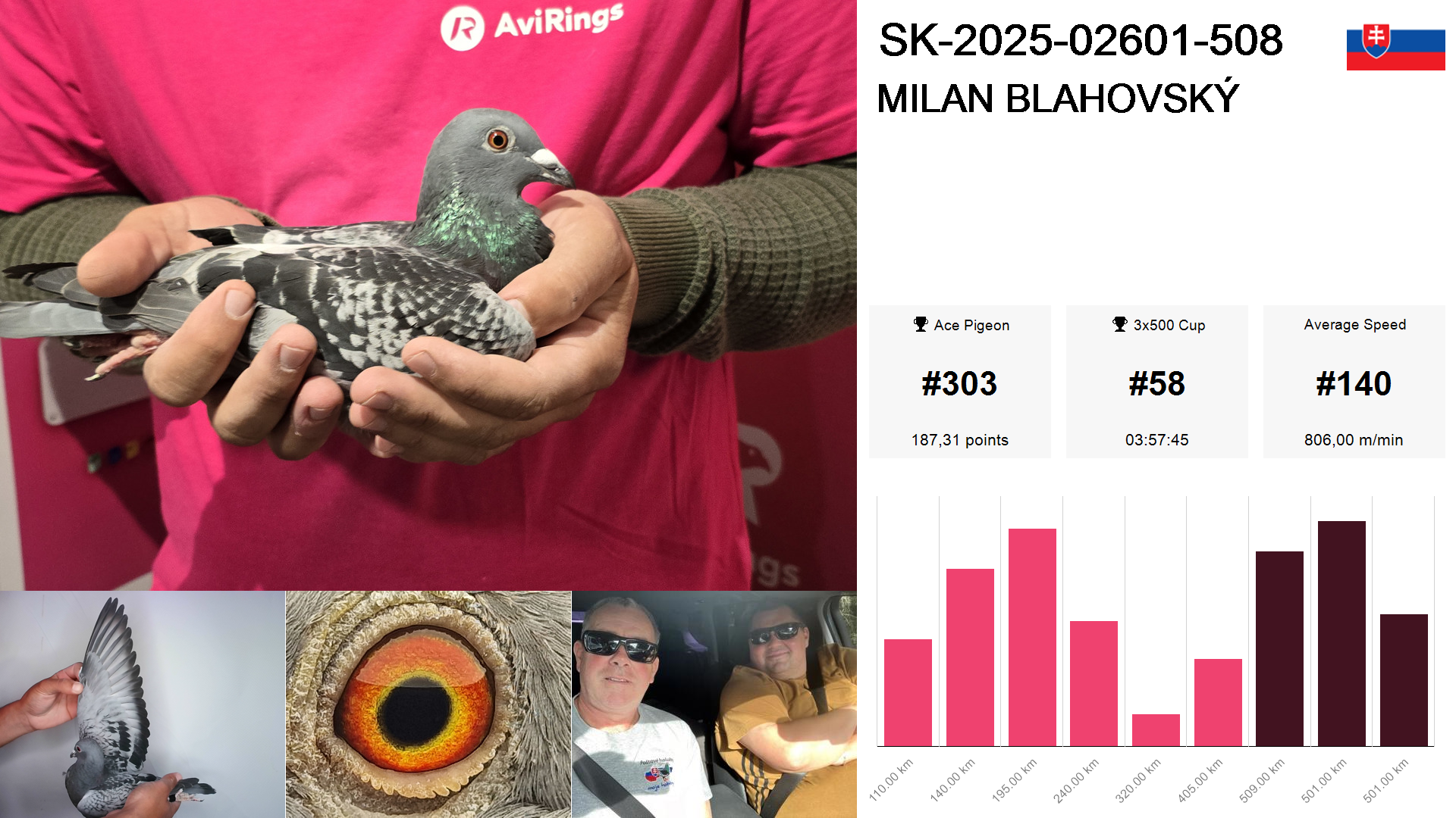 Pigeon summary image