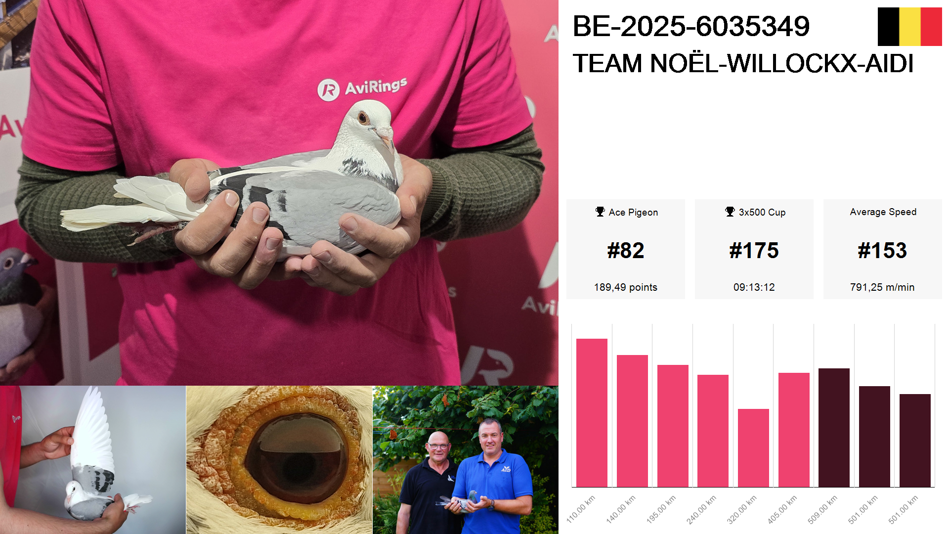 Pigeon summary image