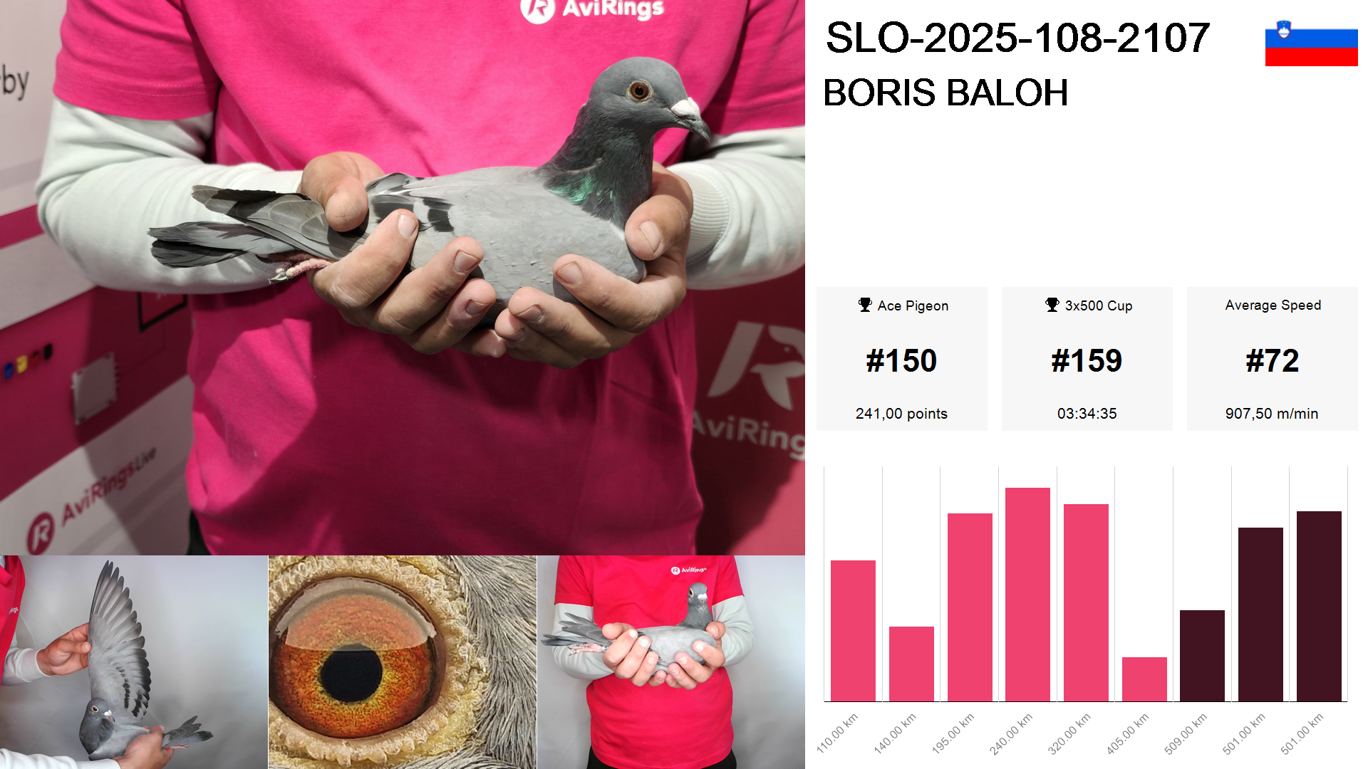 Pigeon summary image