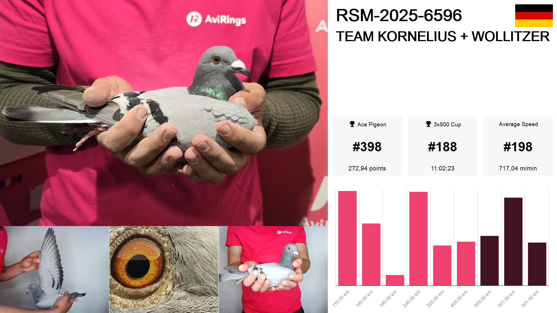 Pigeon summary image