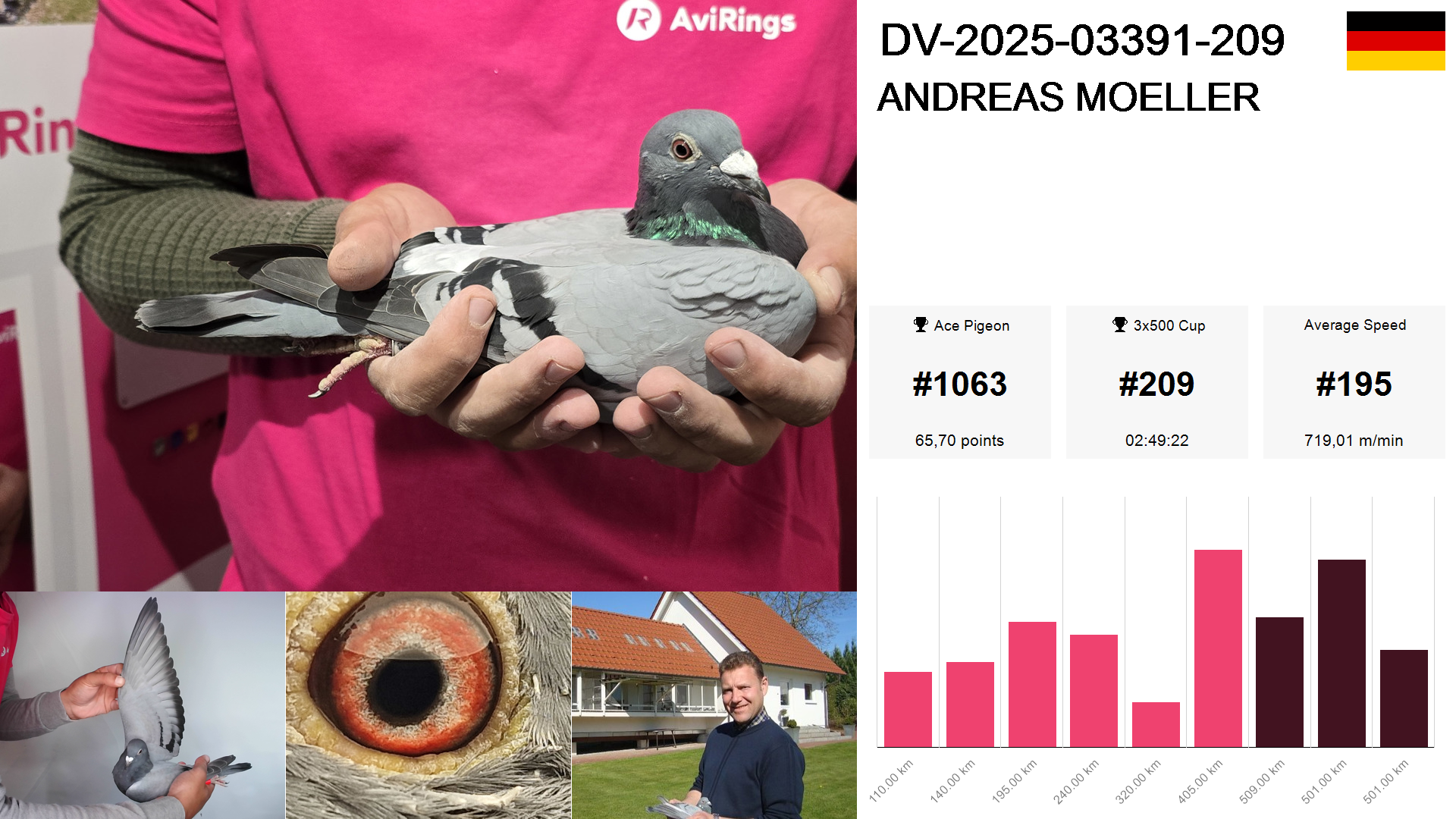 Pigeon summary image