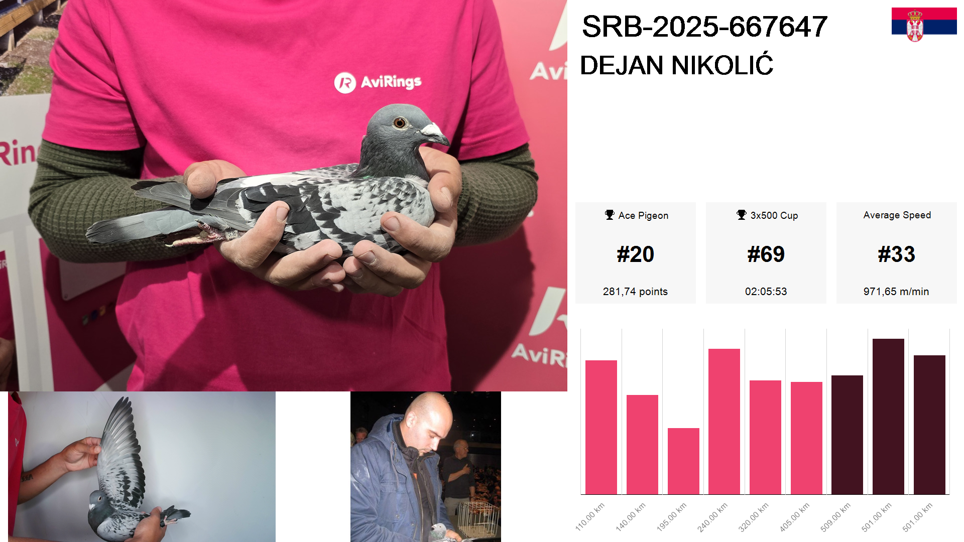 Pigeon summary image