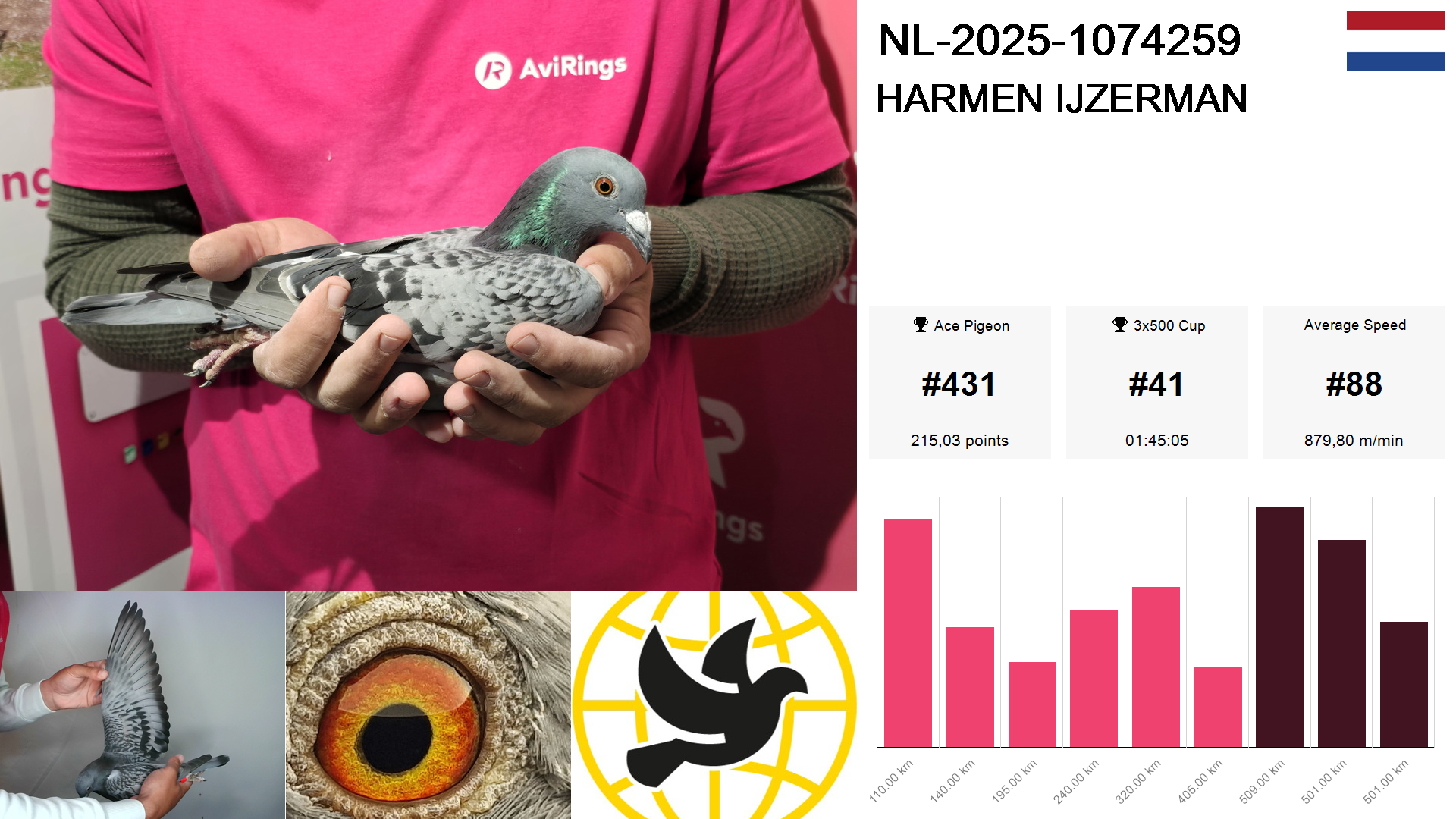 Pigeon summary image