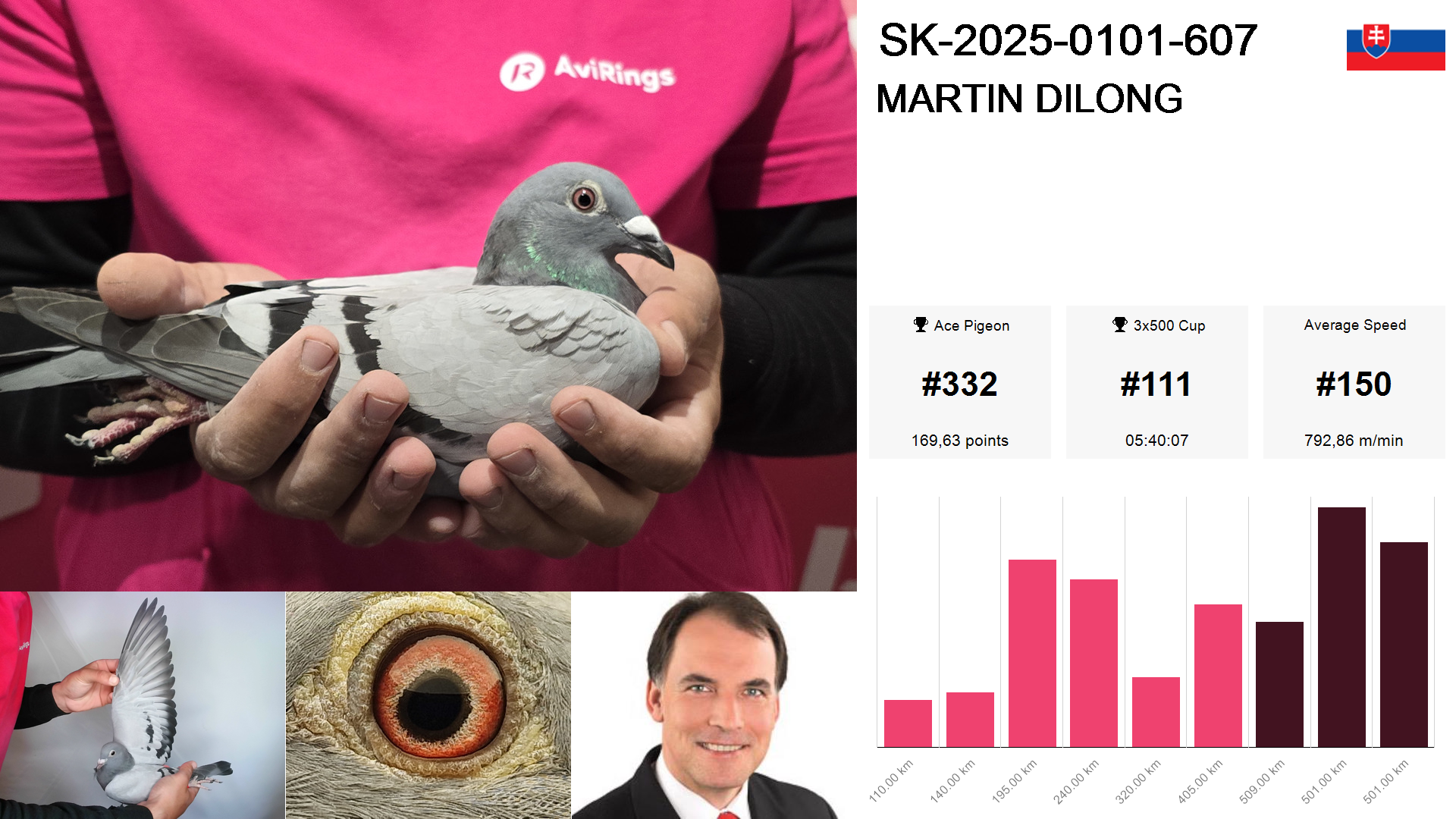 Pigeon summary image