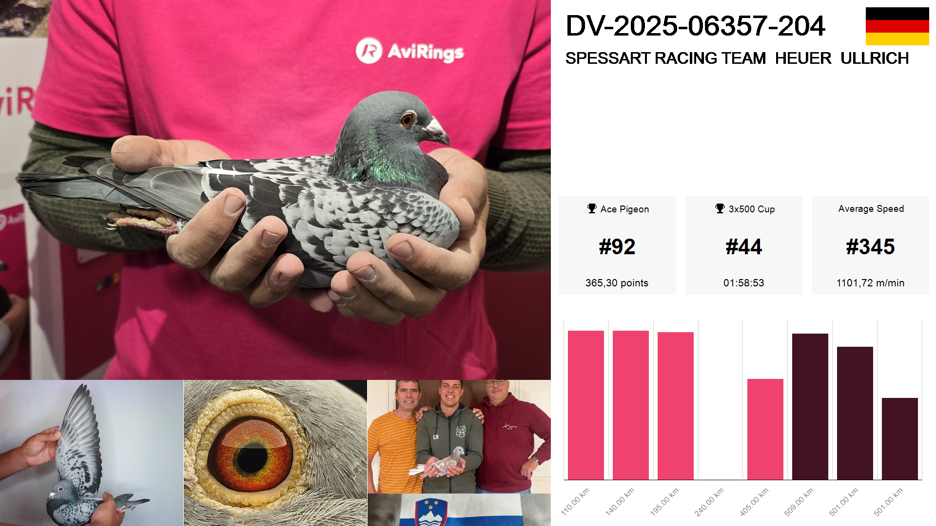 Pigeon summary image