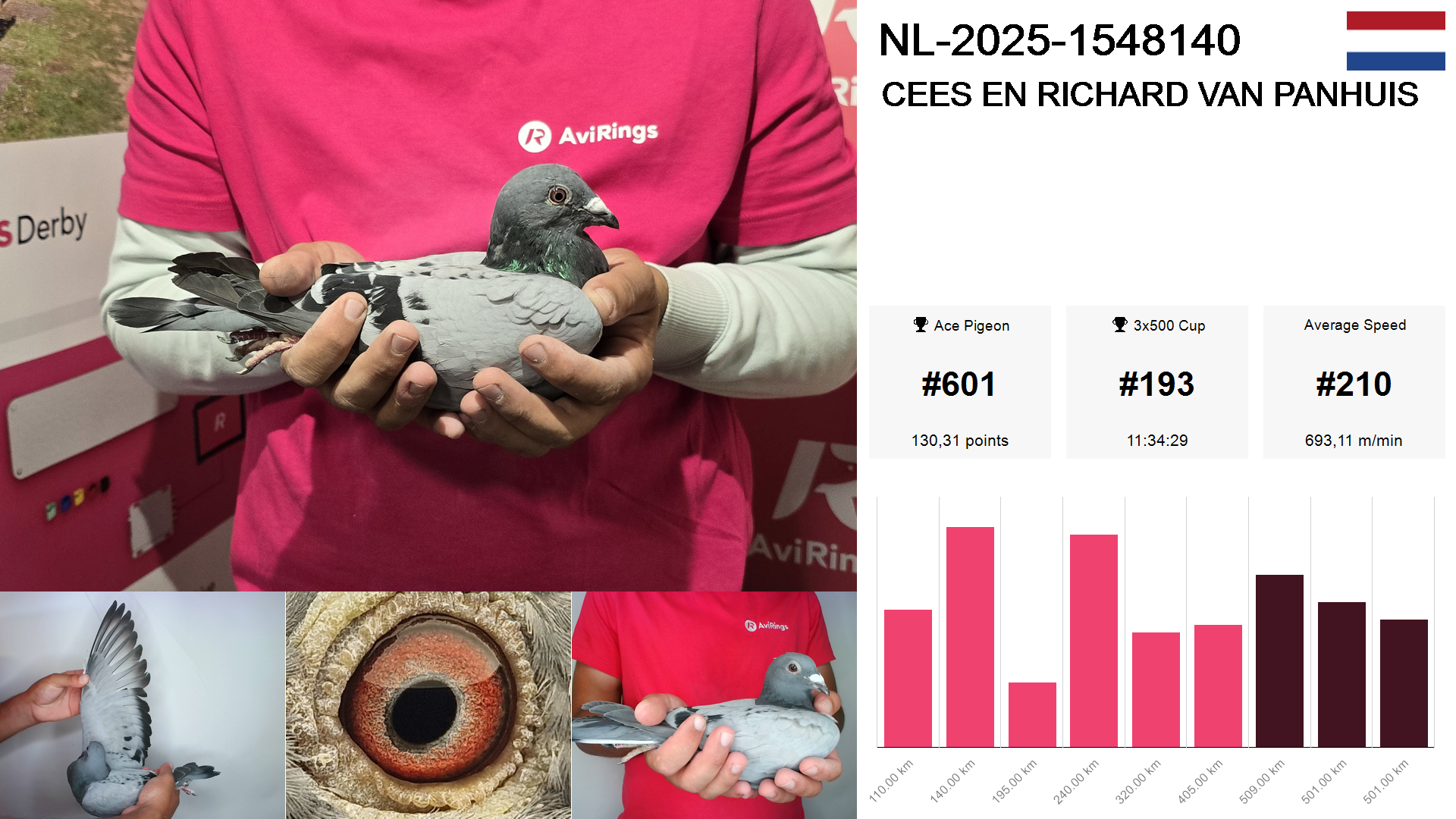 Pigeon summary image