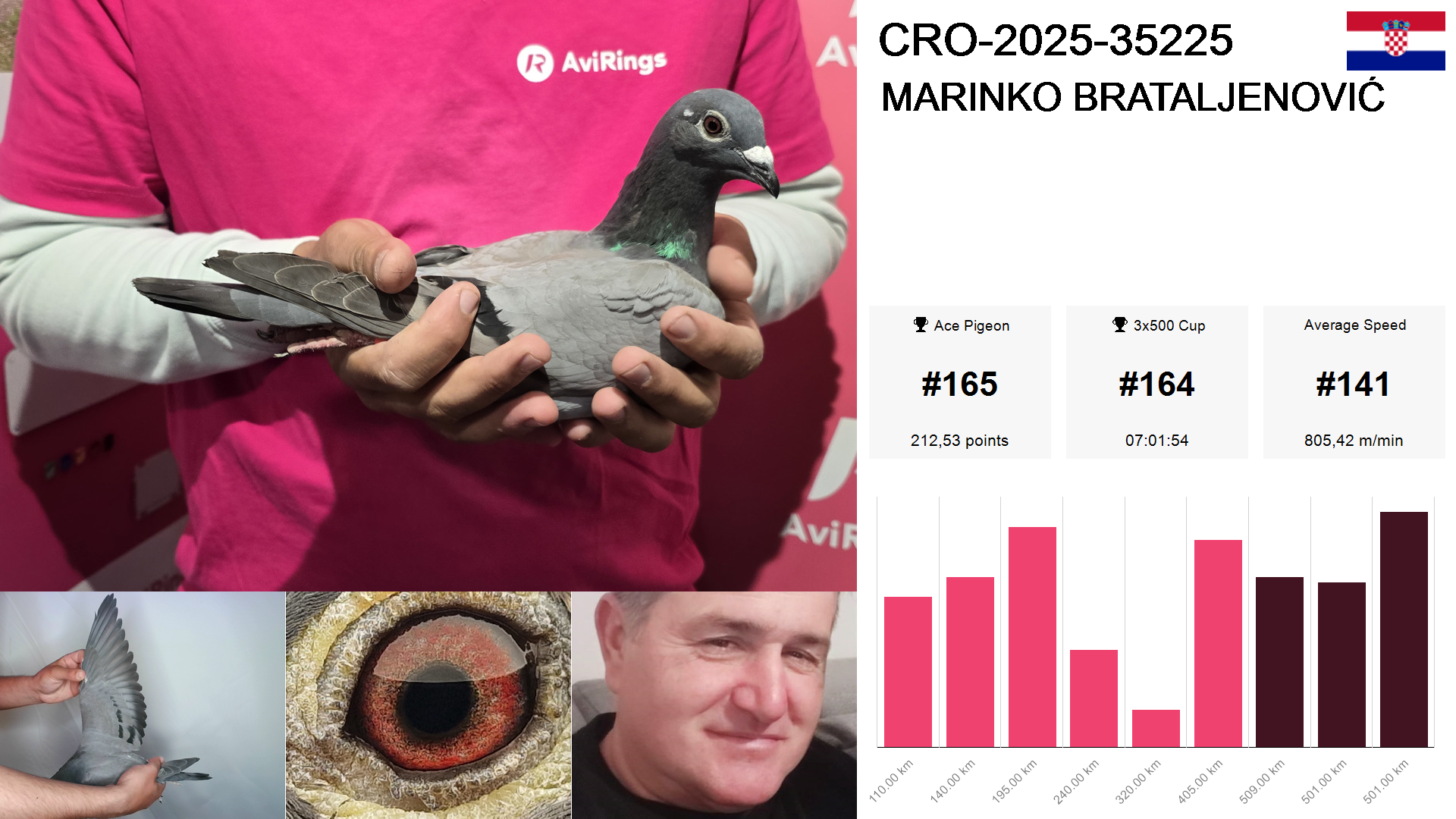 Pigeon summary image