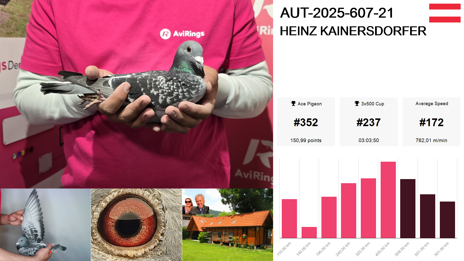 Pigeon summary image