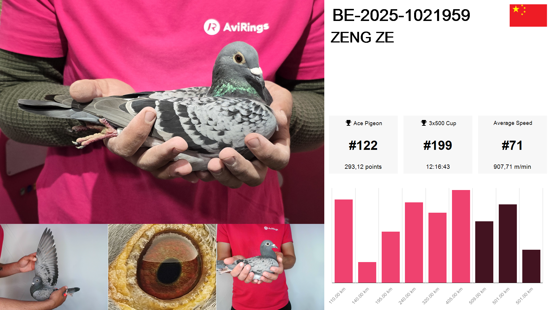 Pigeon summary image