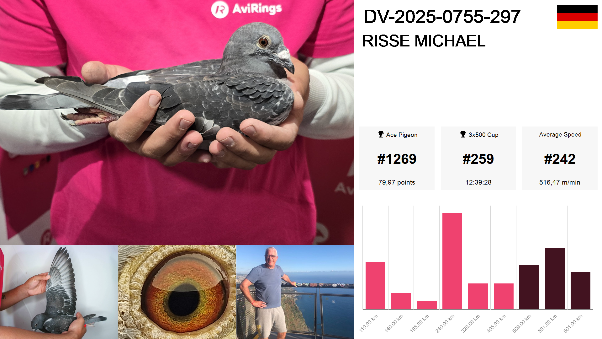 Pigeon summary image