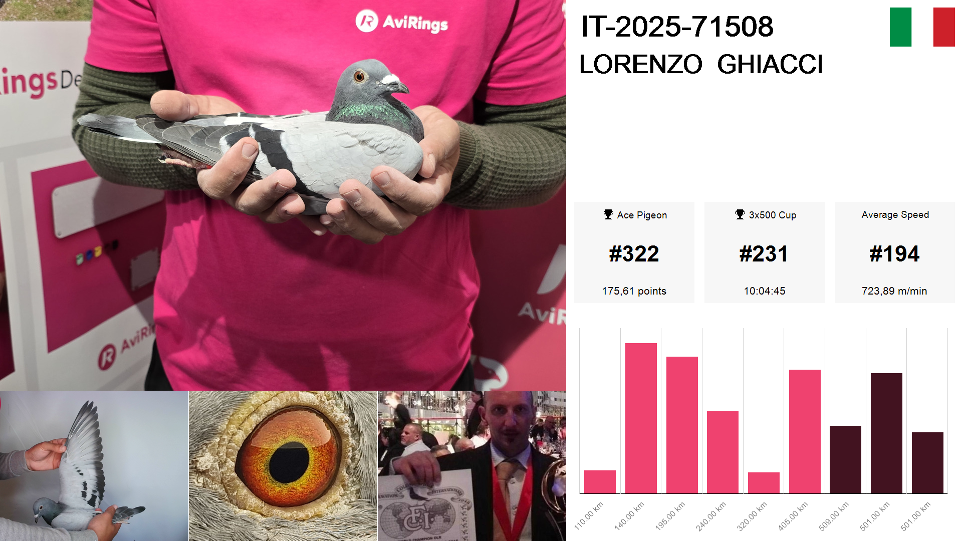 Pigeon summary image