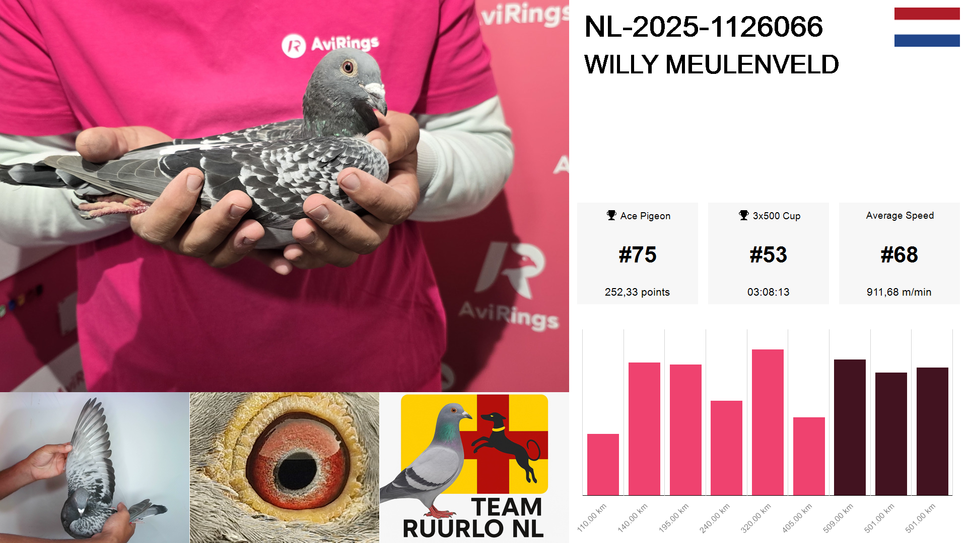 Pigeon summary image