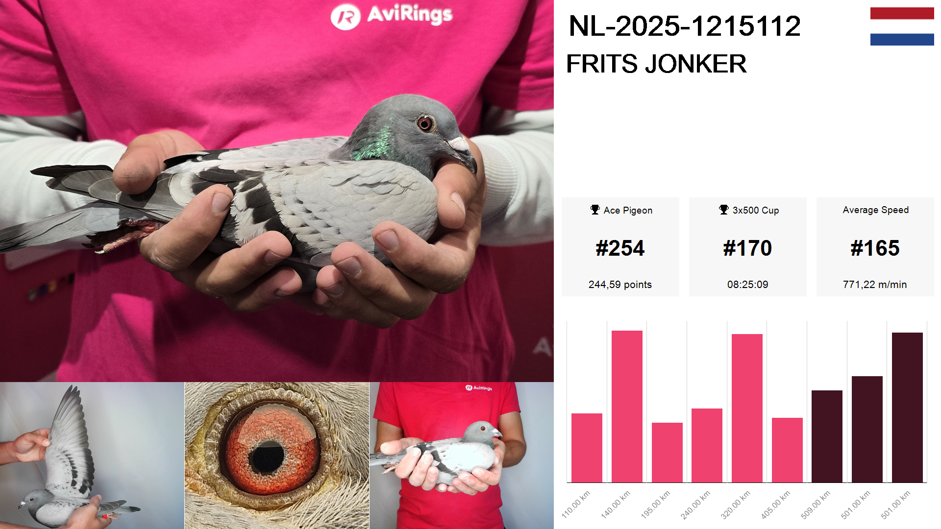 Pigeon summary image