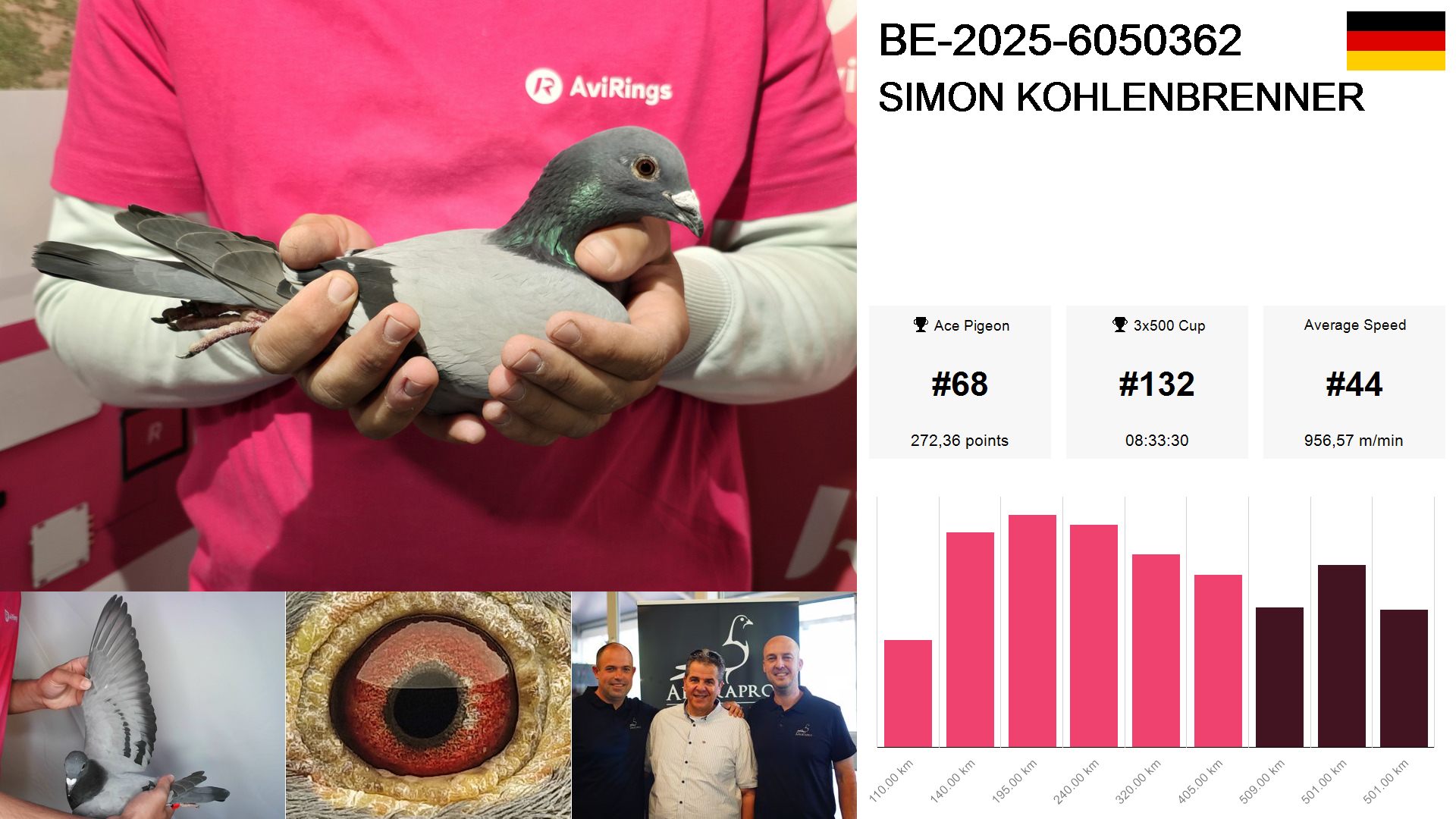 Pigeon summary image