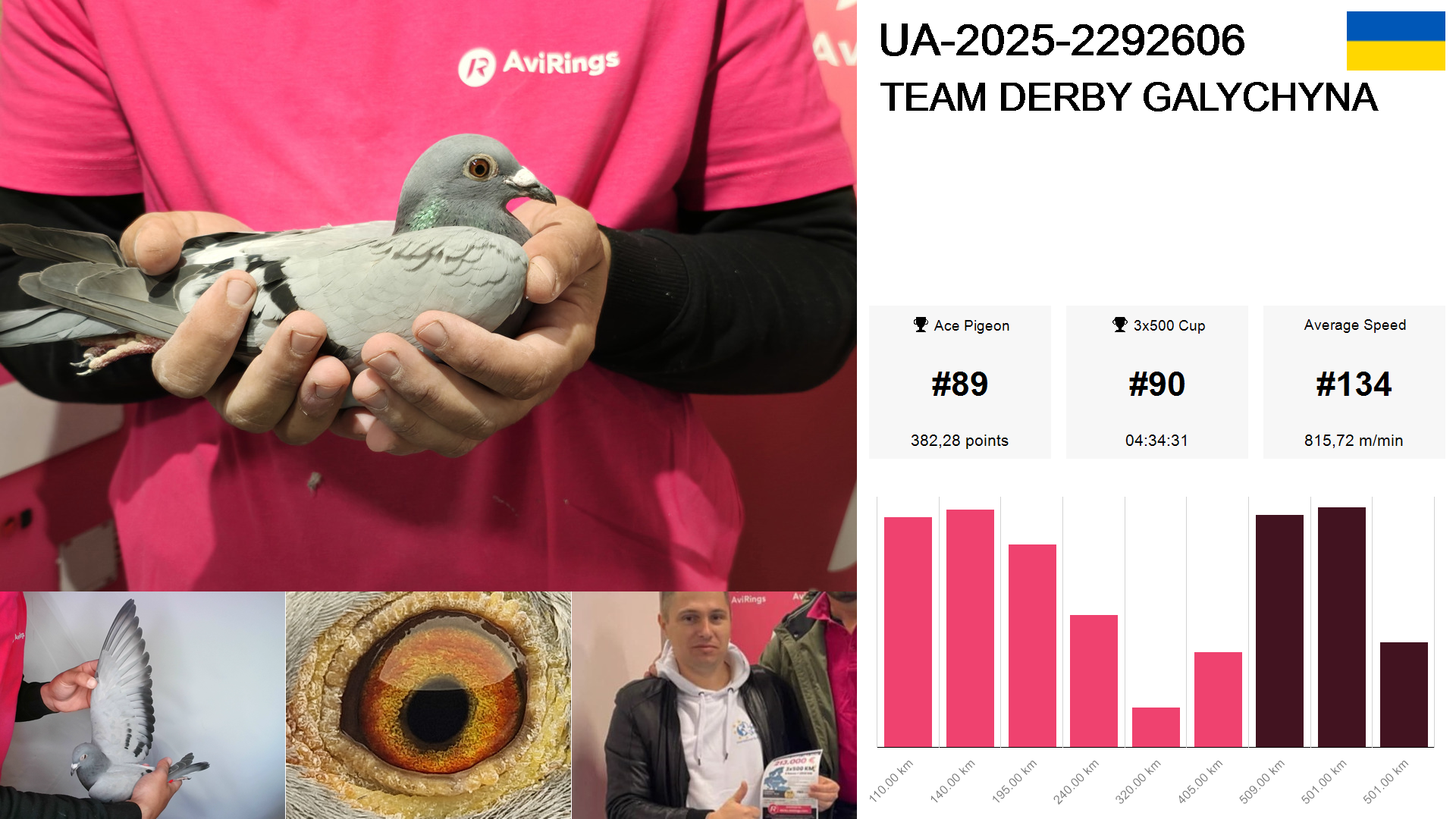 Pigeon summary image