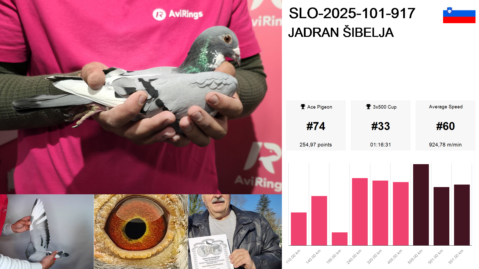 Pigeon summary image