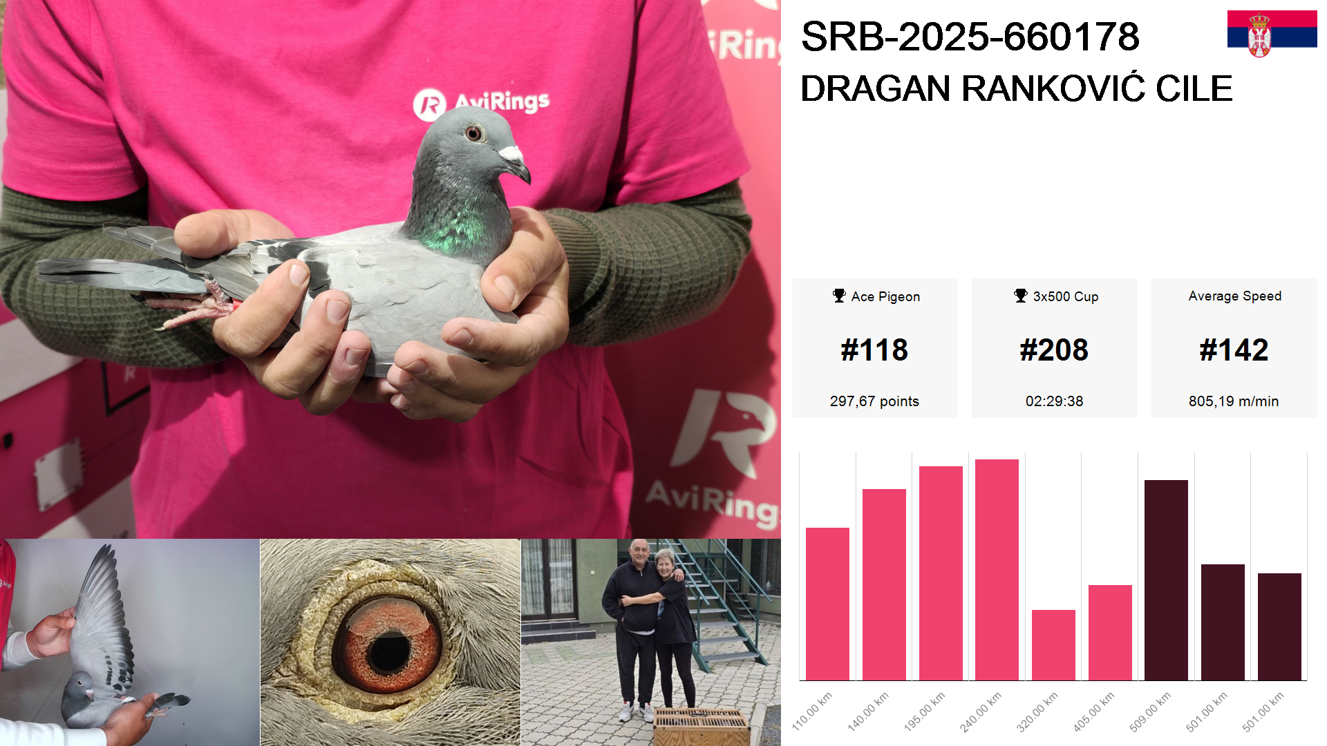 Pigeon summary image