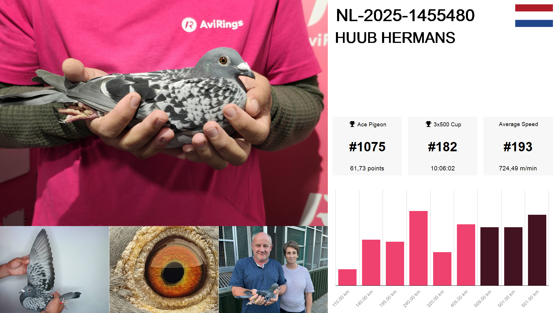 Pigeon summary image