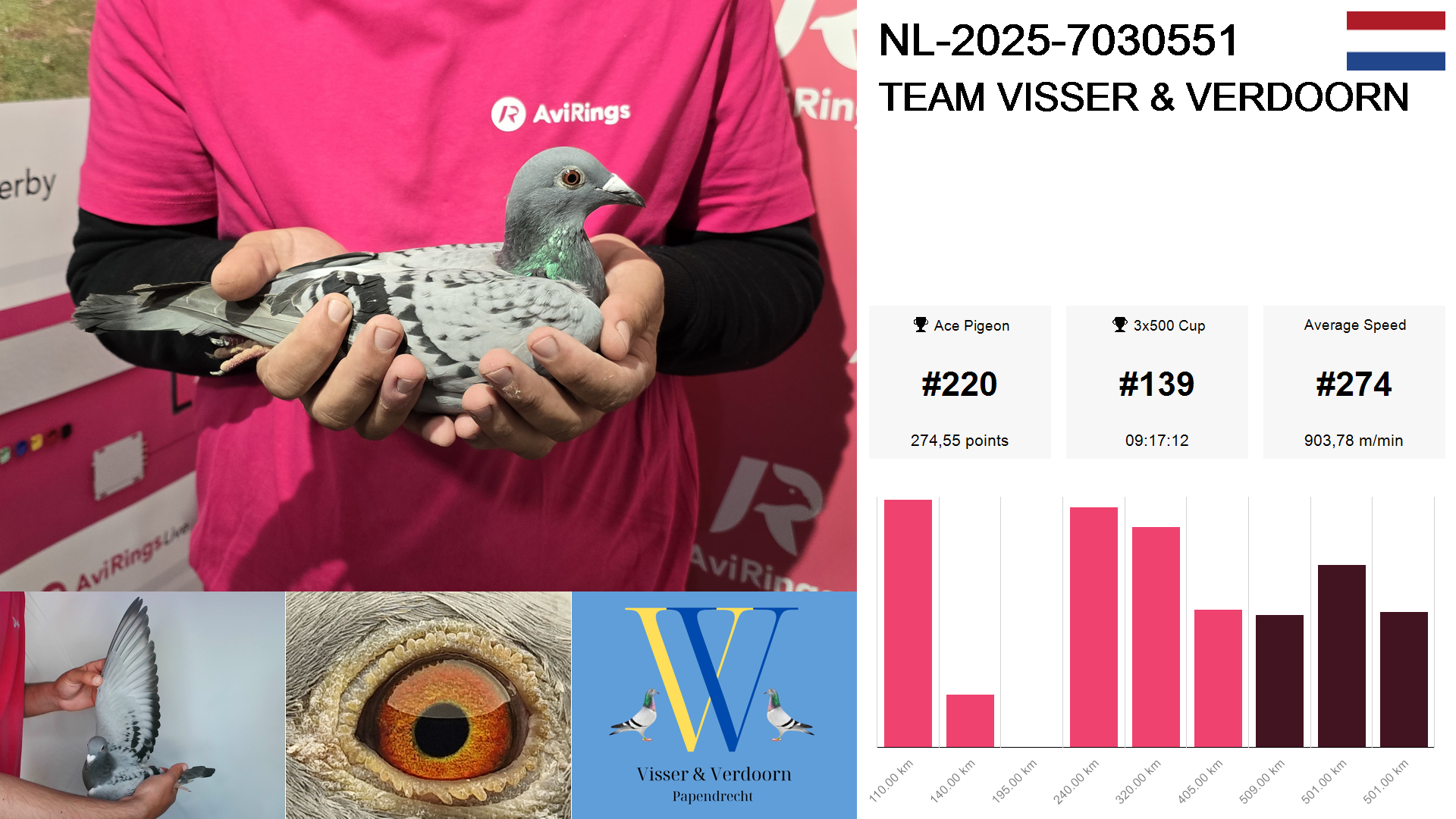 Pigeon summary image