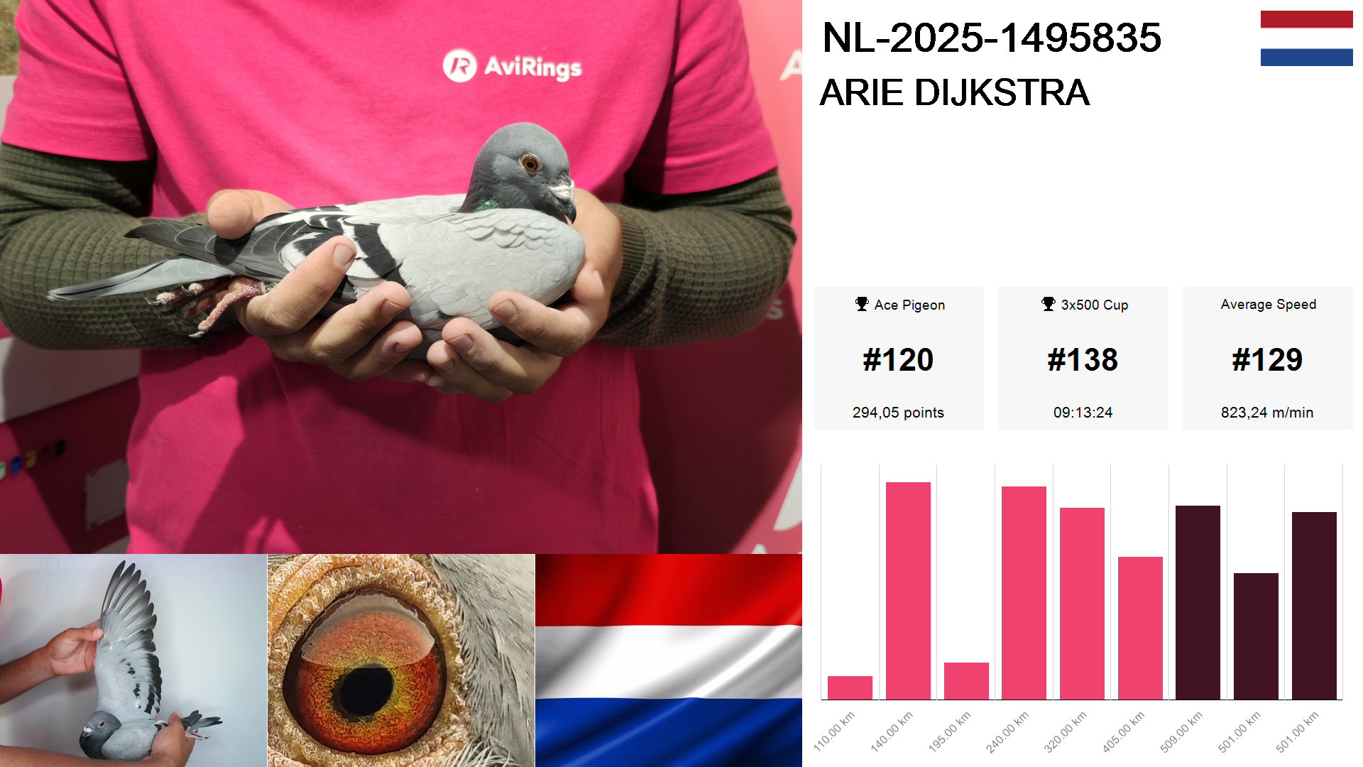 Pigeon summary image